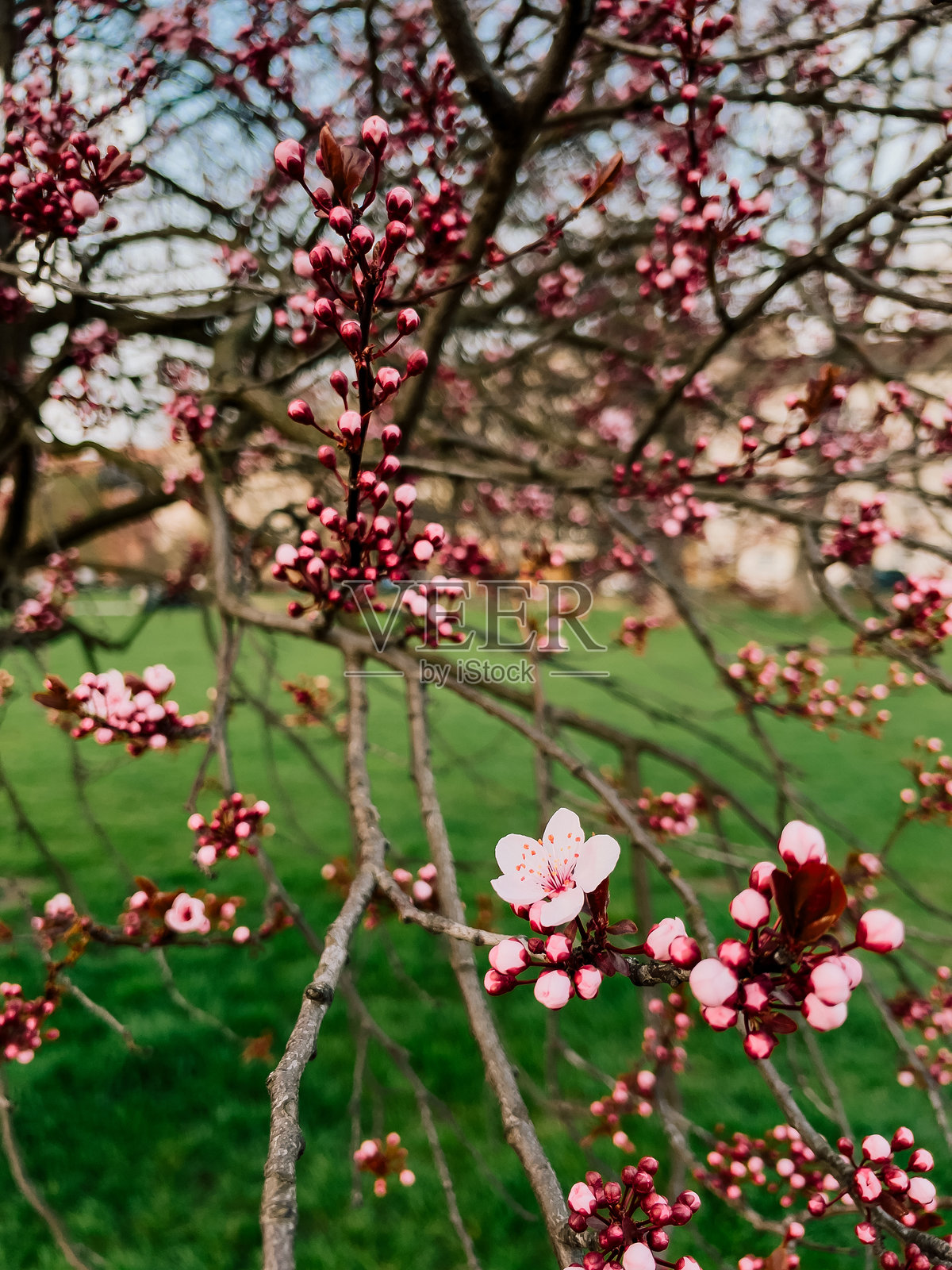 花朵开始覆盖树枝，花朵在柔和的春光中闪耀，花季带来美丽与绽放，花朵反映了早春日子的宁静与清新。花朵在花蕾中绽放。照片摄影图片