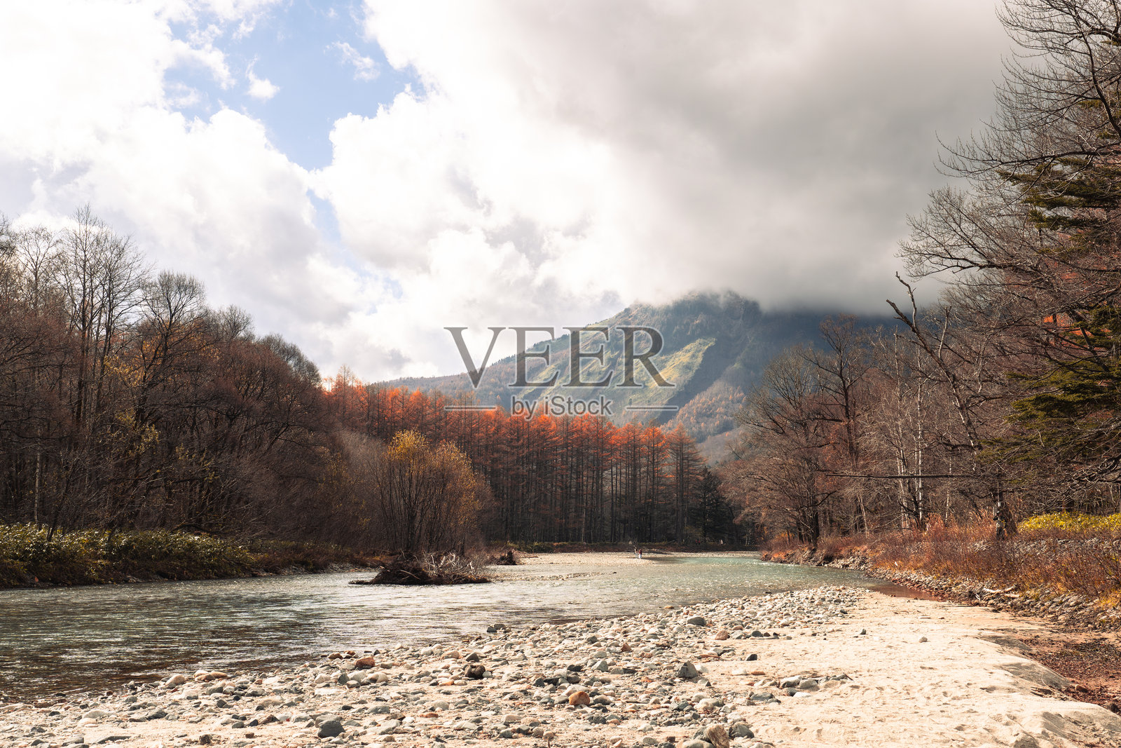 上高地国家公园秋季的清澈梓川水和松树照片摄影图片