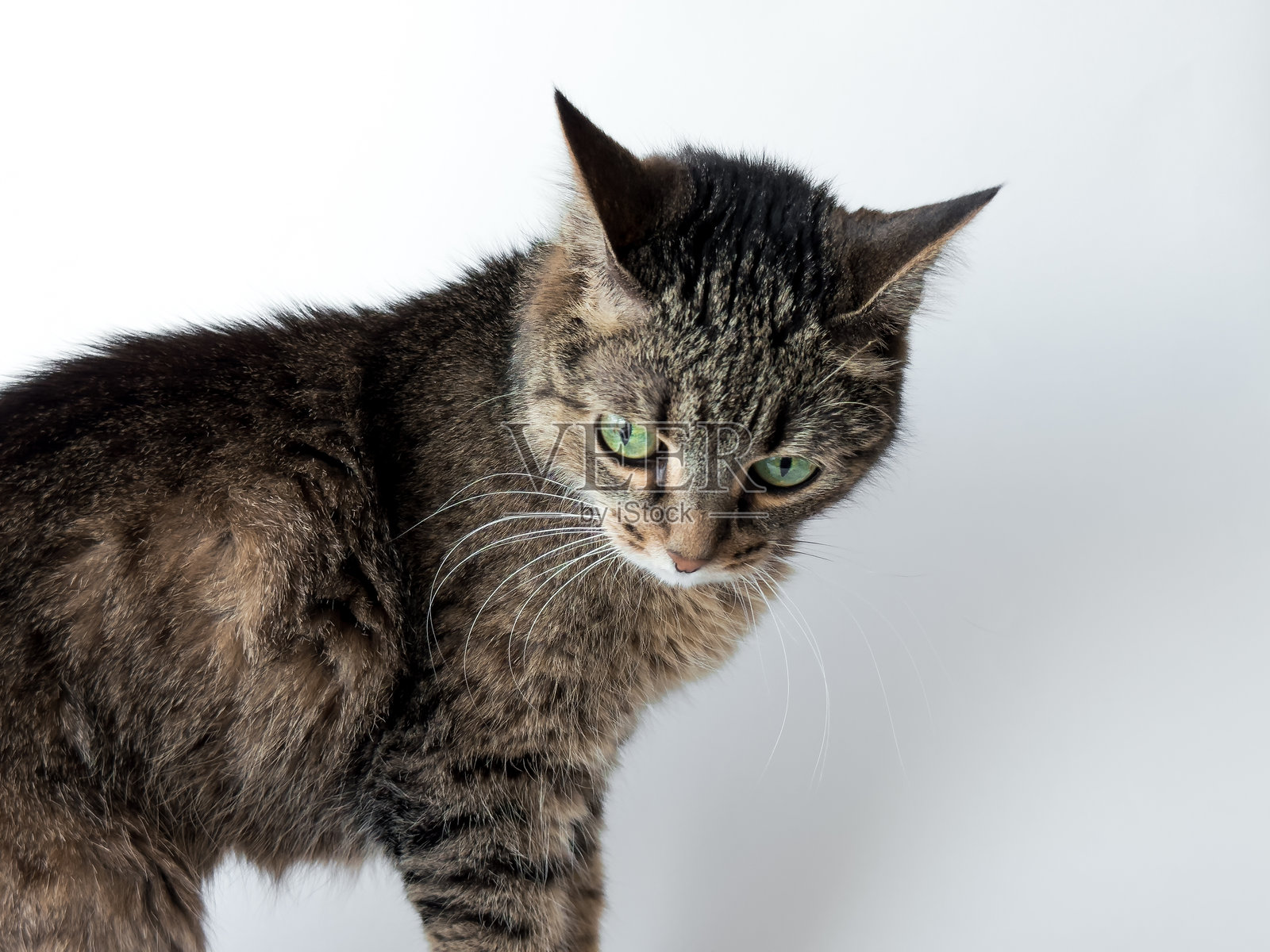 好奇的灰色虎斑猫，绿眼睛，背景为白色照片摄影图片