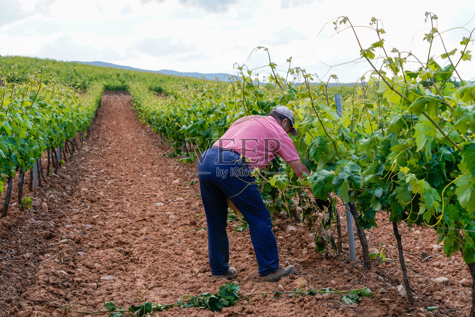 农民在葡萄园里工作，穿着衬衫、长裤、遮阳帽和手套。照片摄影图片