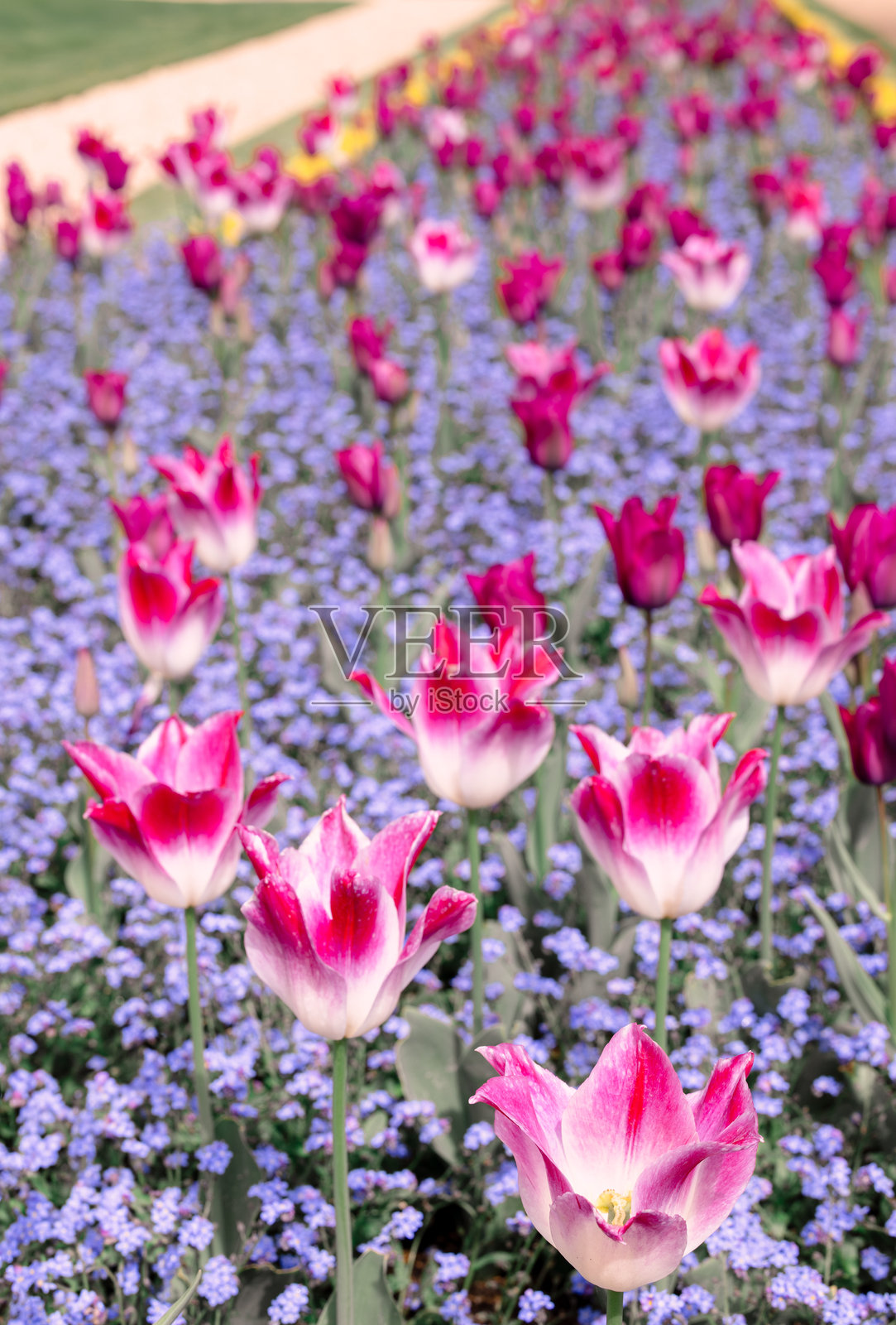 巴克ingham郡瓦德斯登庄园的花坛上的郁金香照片摄影图片