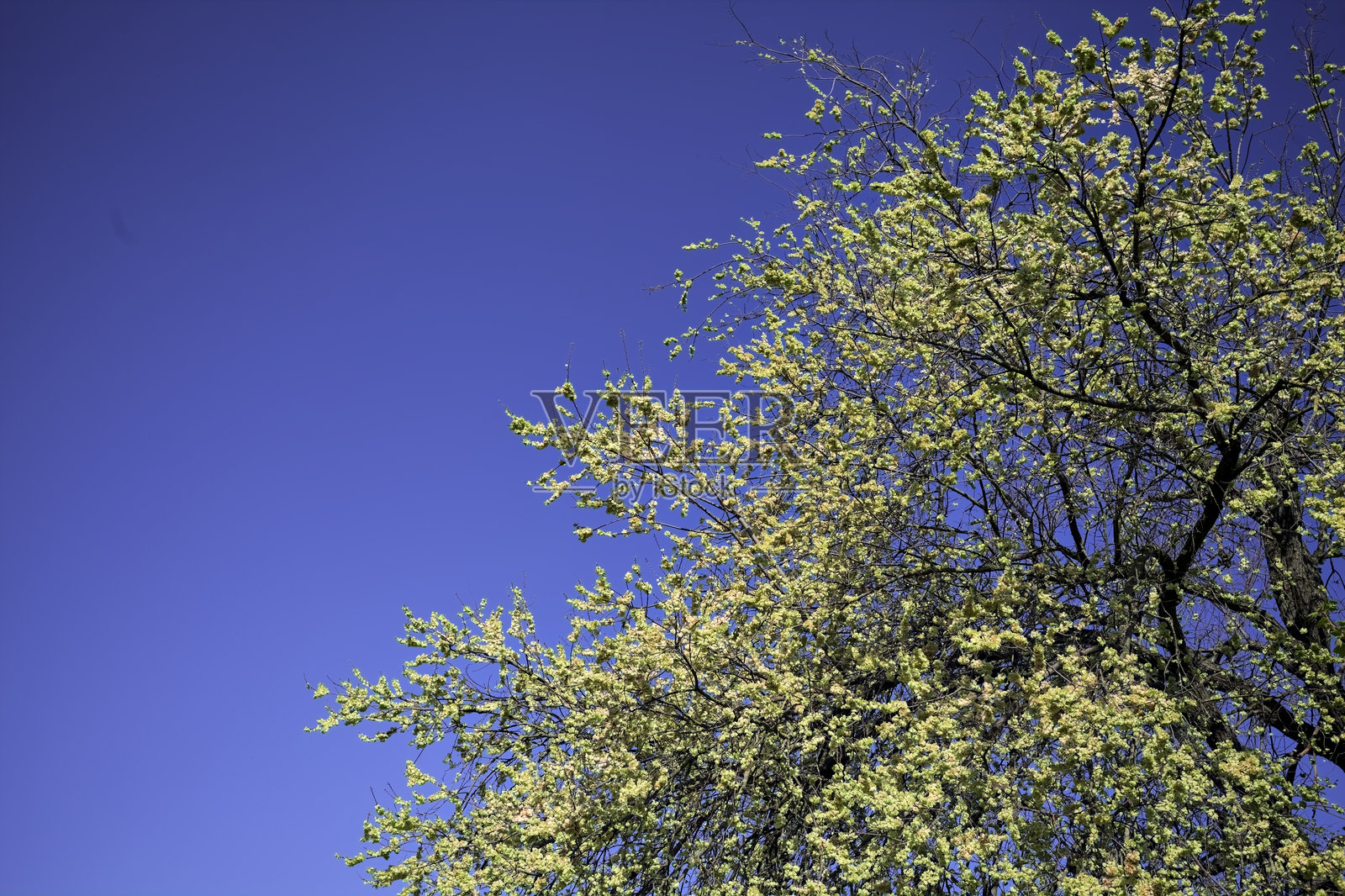 梅树与天空照片摄影图片