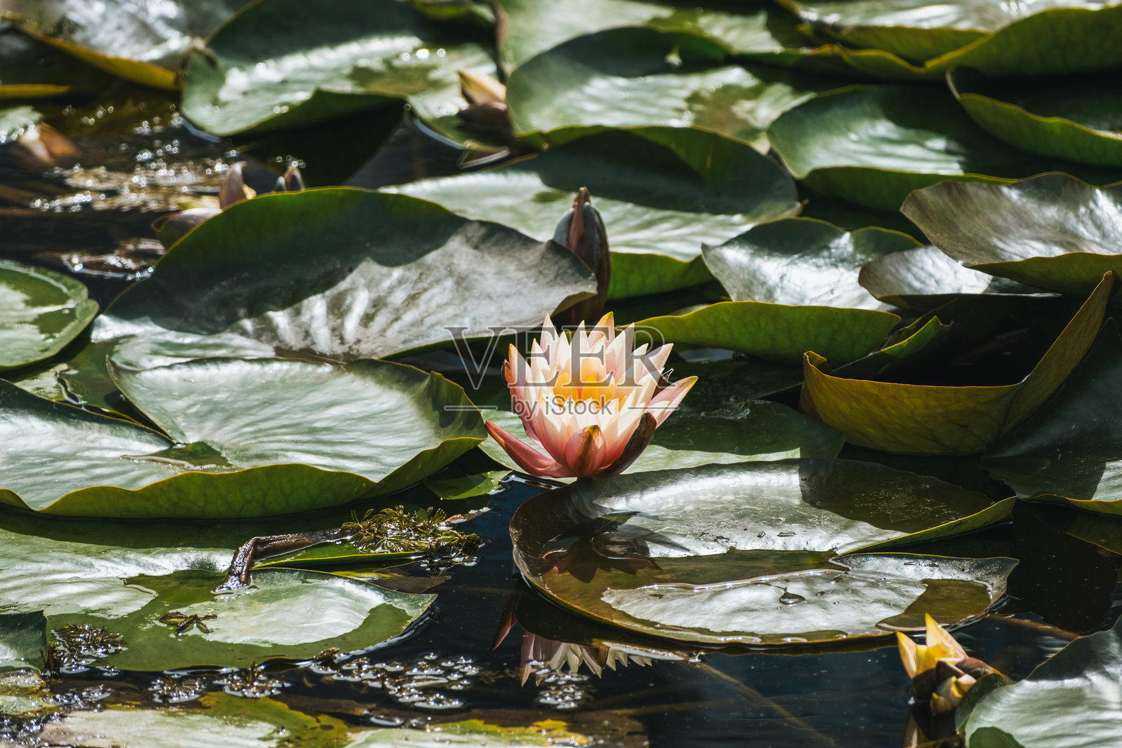 莲花照片摄影图片