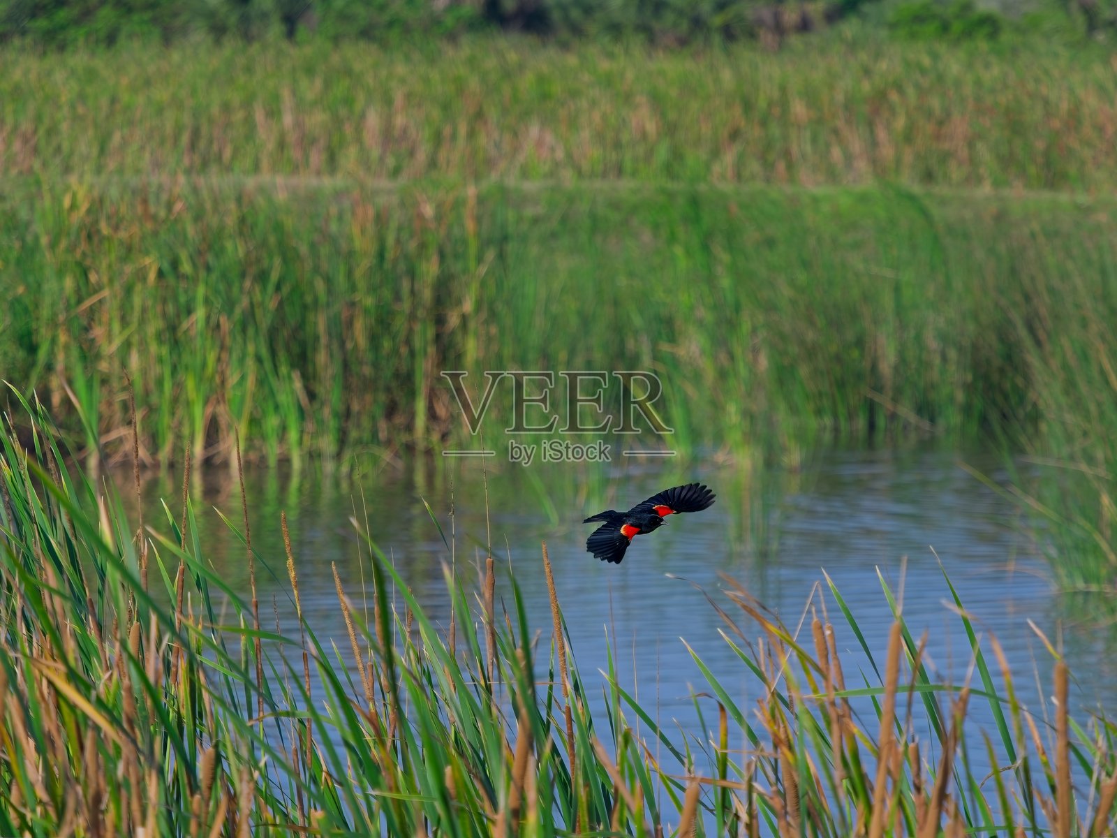 红翅黑鸟在湿地水面上飞翔照片摄影图片