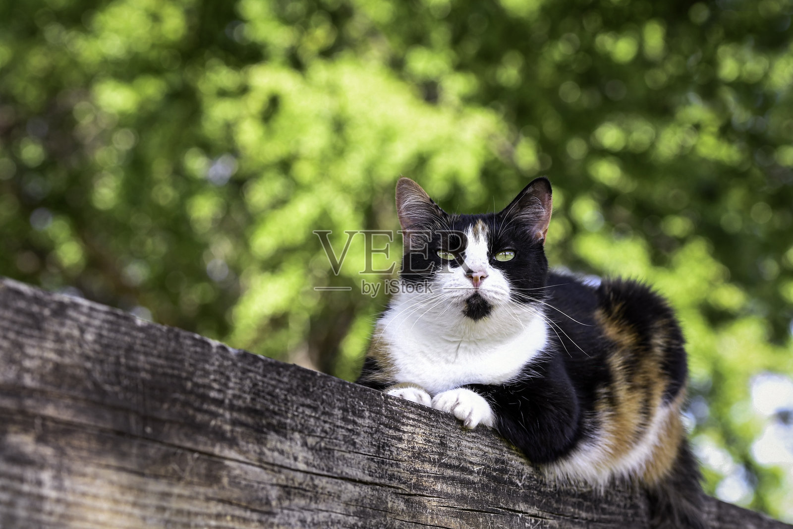 玳瑁猫在栅栏上照片摄影图片