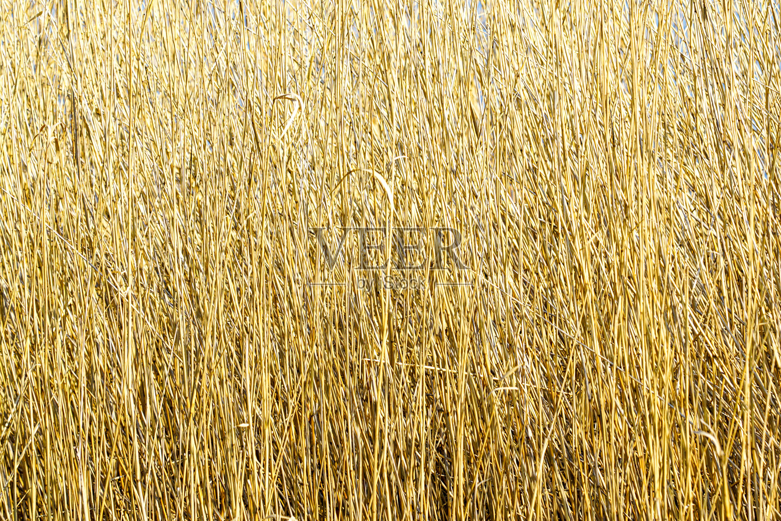 浓密干燥的金色芦苇背景，野生植物的视角，自然纹理和有机背景照片摄影图片