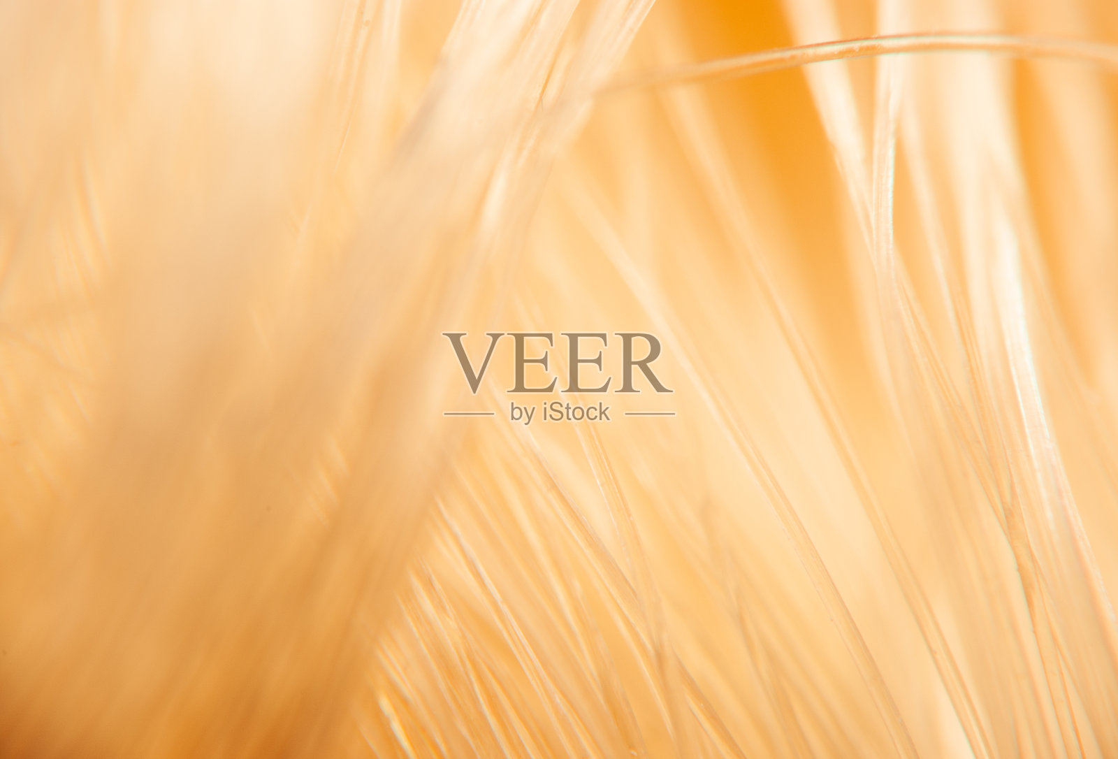 柔和的金色丝线在温暖的阳光下轻轻摇曳，营造出宁静的夏日午后氛围。照片摄影图片