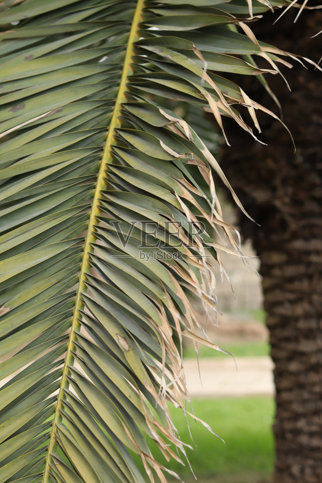 棕榈叶特写。热带背景照片摄影图片