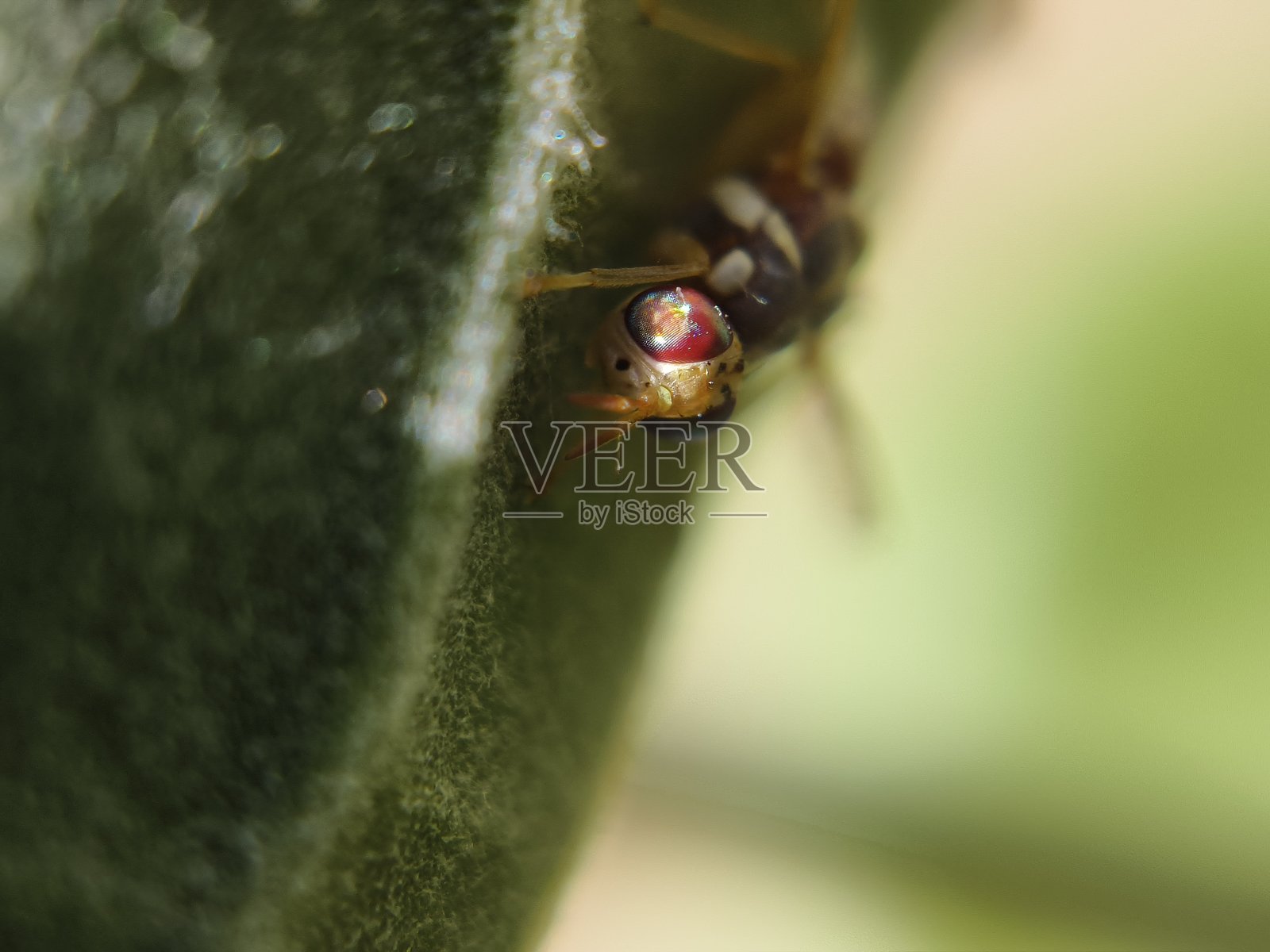 东方果蝇照片摄影图片