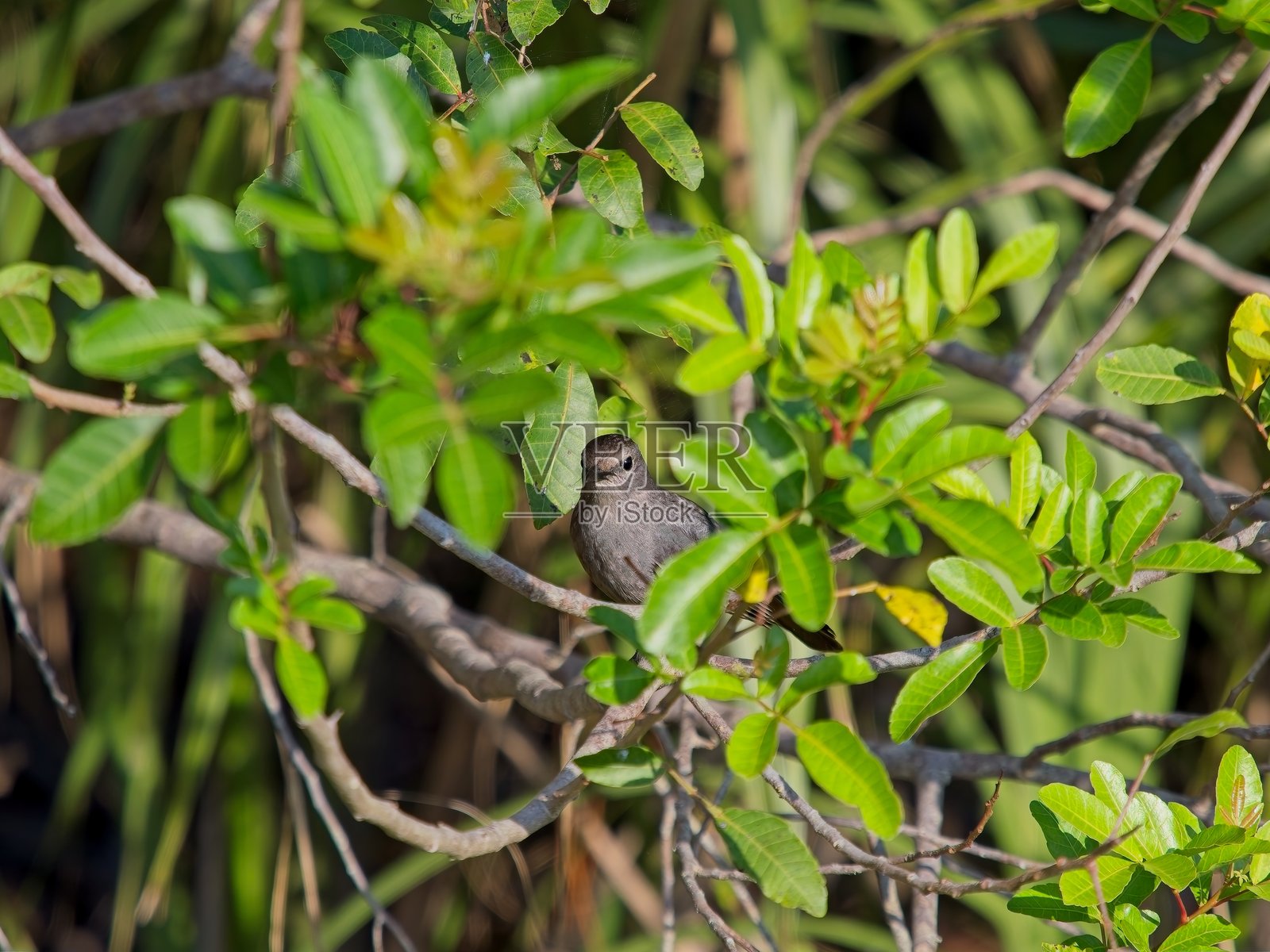 灰猫鸟藏在灌木丛中照片摄影图片