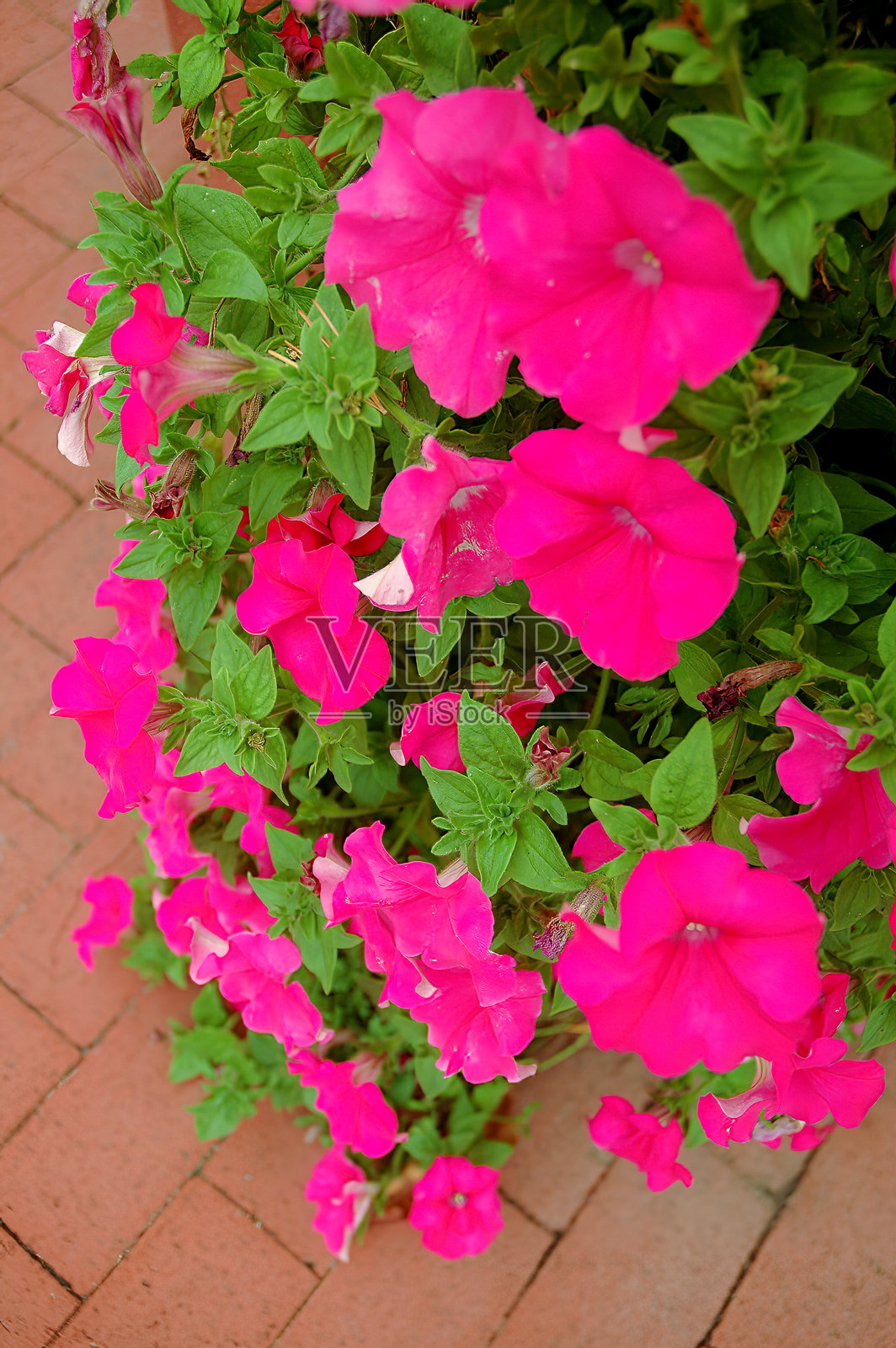 俄亥俄州坎顿的第一夫人国家历史遗址照片摄影图片