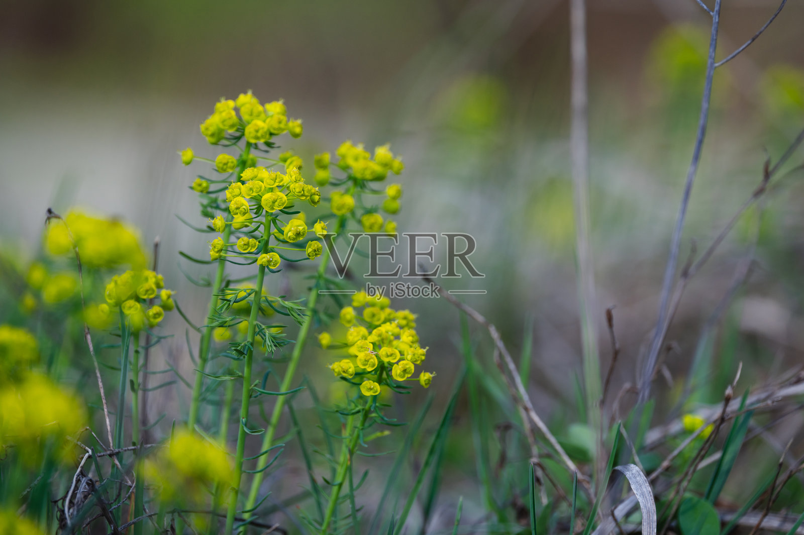 草地上黄色野花的特写镜头照片摄影图片