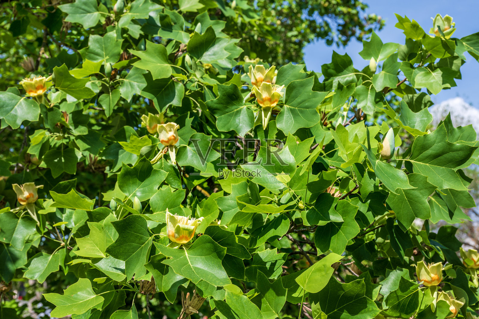 春天的郁金香树照片摄影图片