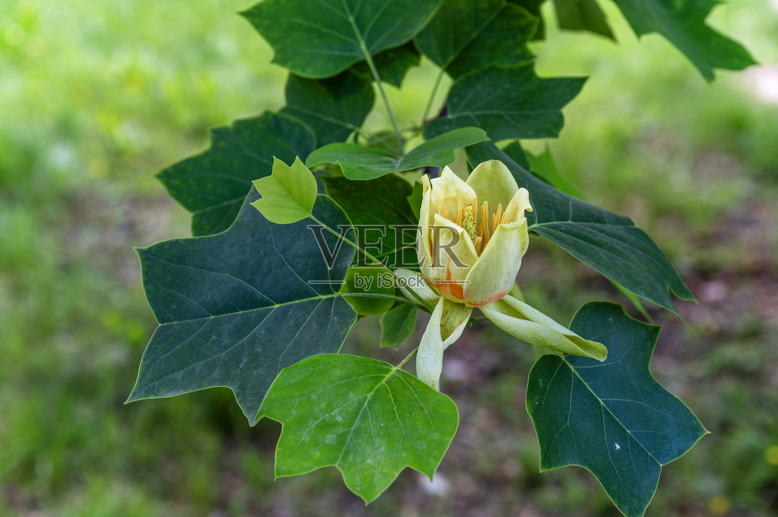 木兰科，郁金香树照片摄影图片
