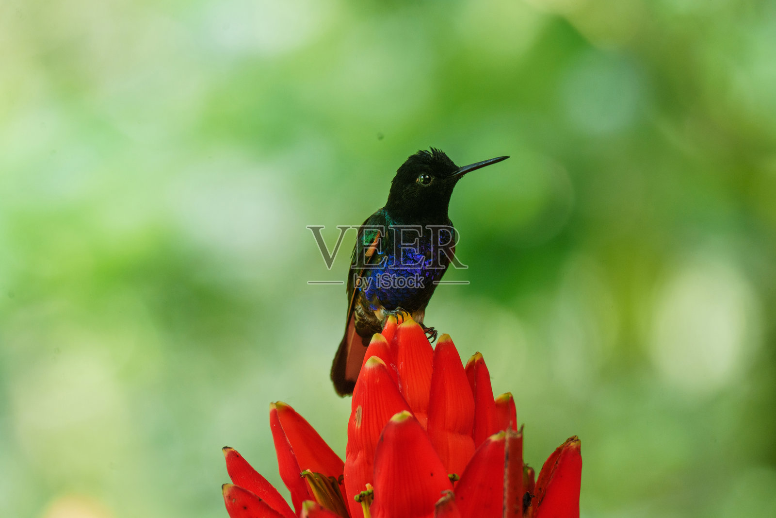 在厄瓜多尔明多的鸟类观察中心，蜂鸟正在饮用花蜜照片摄影图片