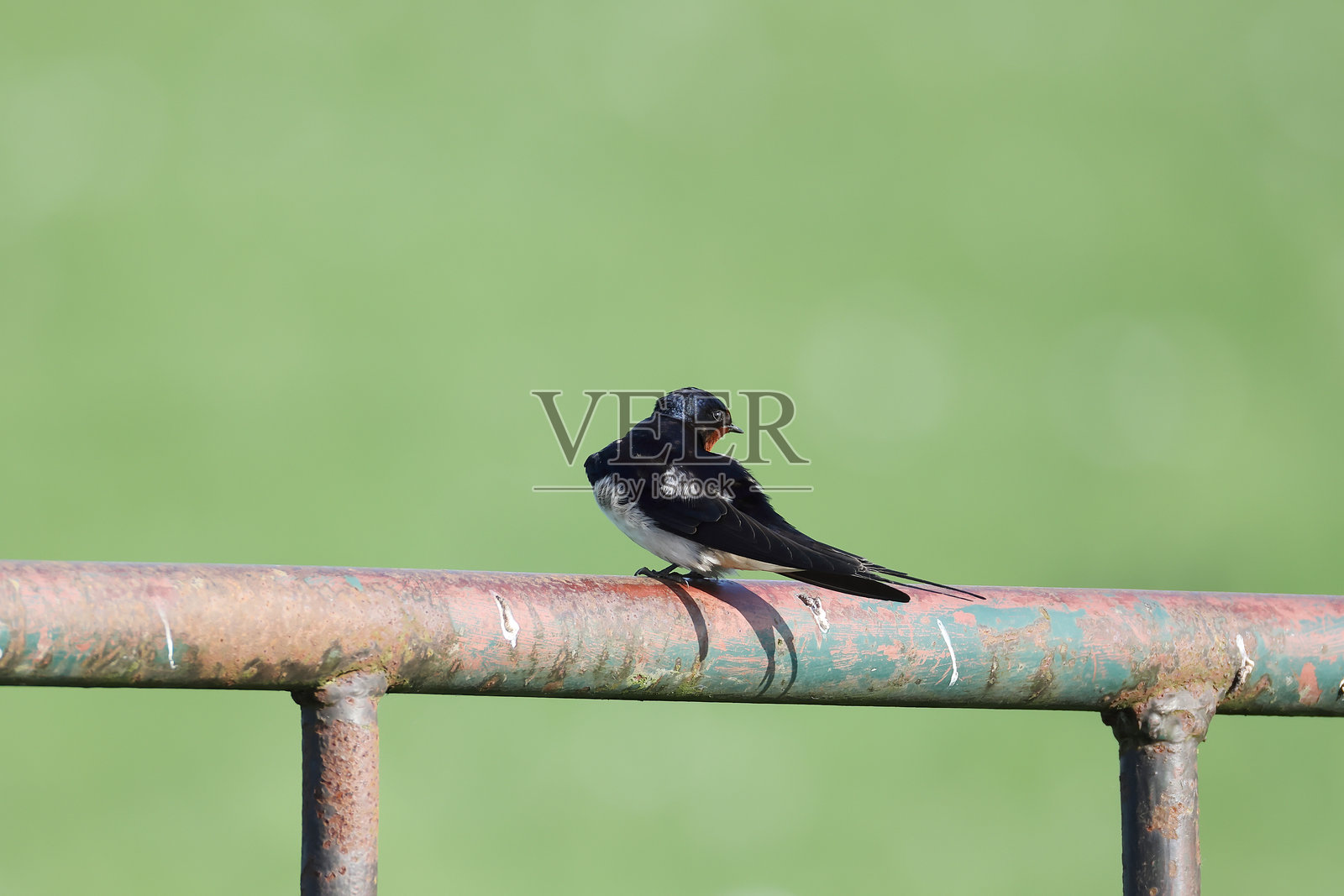 燕子 (Hirundo rustica)照片摄影图片