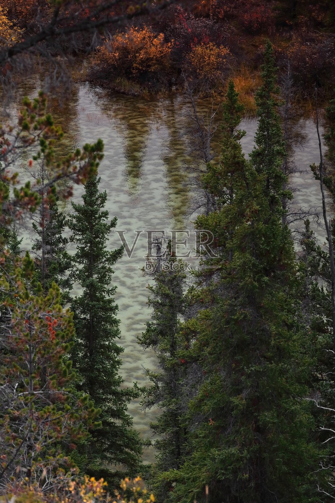 透过松树看到的清澈浅水池，位于北萨斯喀彻温河交汇处，冰原大道，班夫国家公园，阿尔伯塔省，加拿大。照片摄影图片