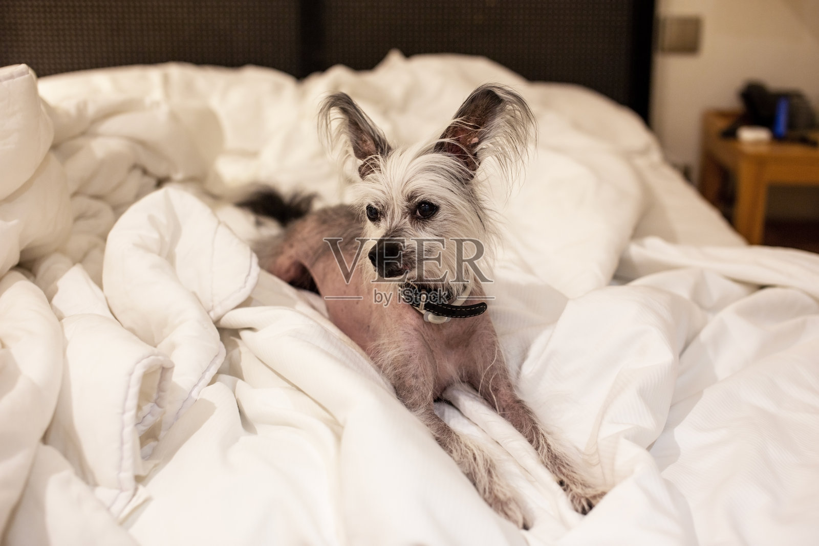 白色毛毯上的中国冠犬，可爱的中国冠犬在家里的床上躺着。照片摄影图片