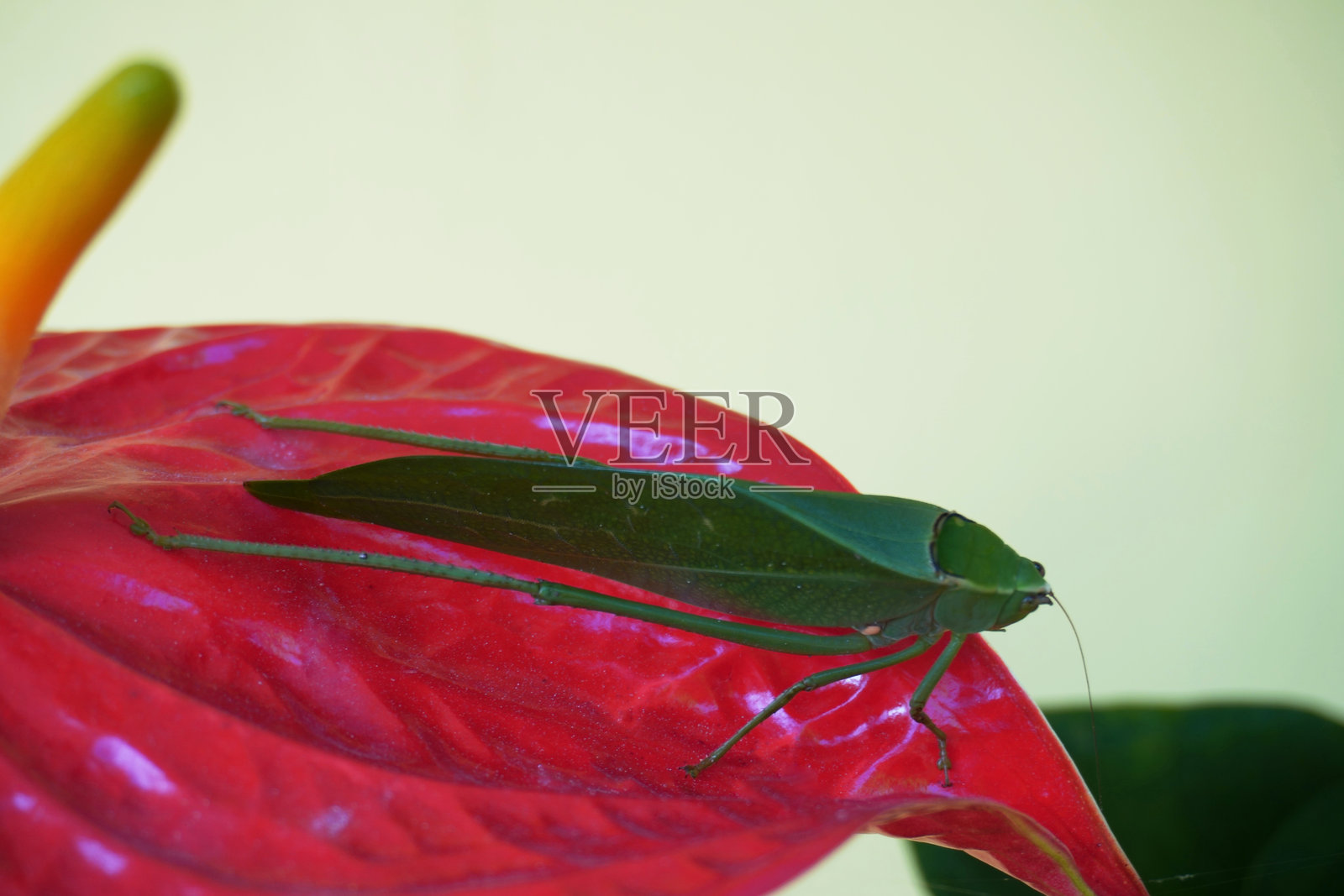 侧面视图的蝗虫（Tettigoniidae）栖息在一株火鹤花上。照片摄影图片