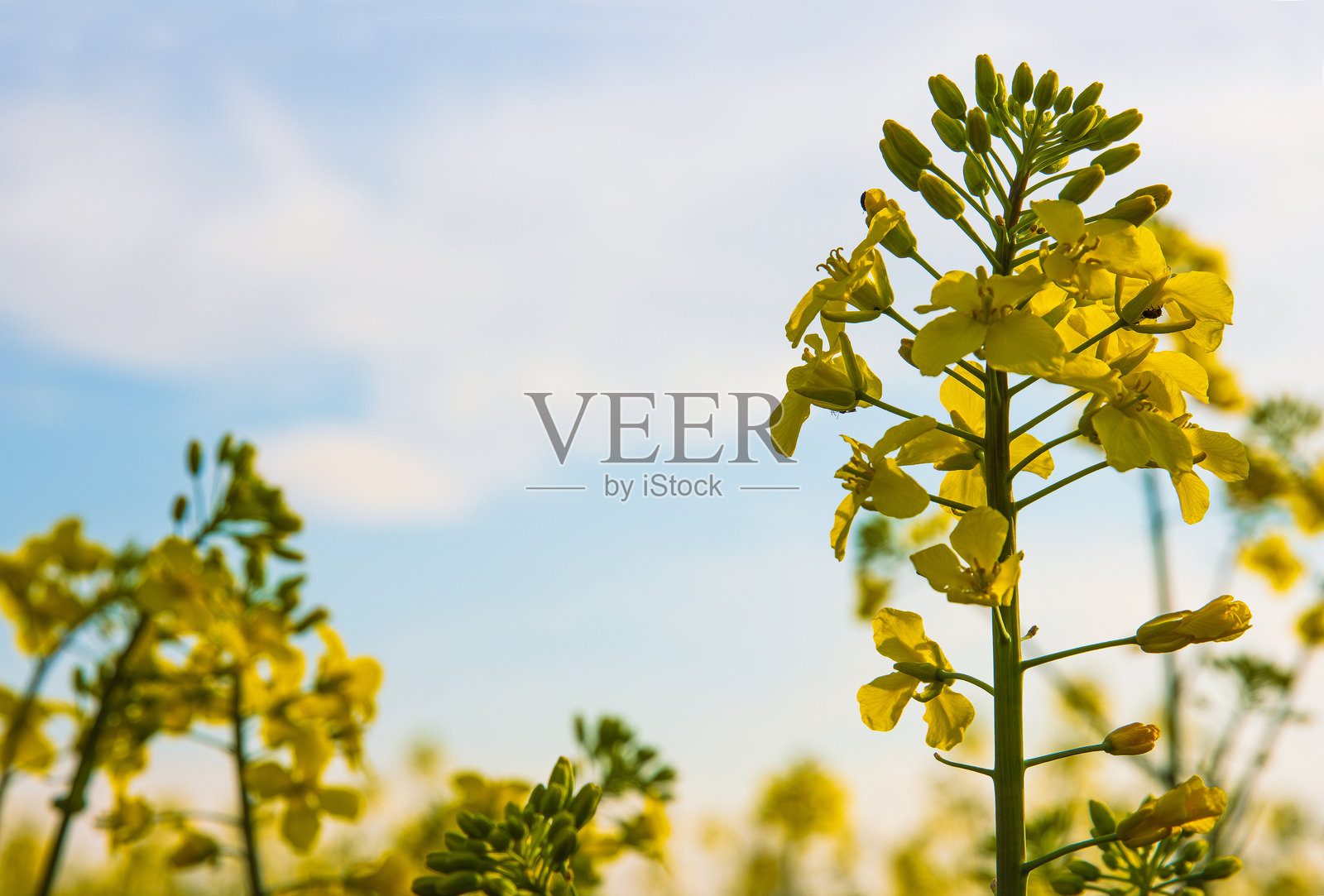 春天田野中盛开的鲜艳黄色油菜花特写，柔和的阳光照耀下，蓝天与白云相映成趣，选择性对焦。照片摄影图片