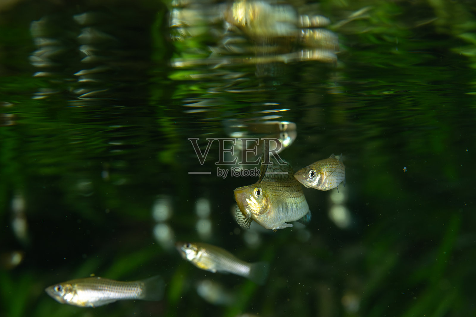 雄性帆鳍莫利鱼向雌性展示照片摄影图片