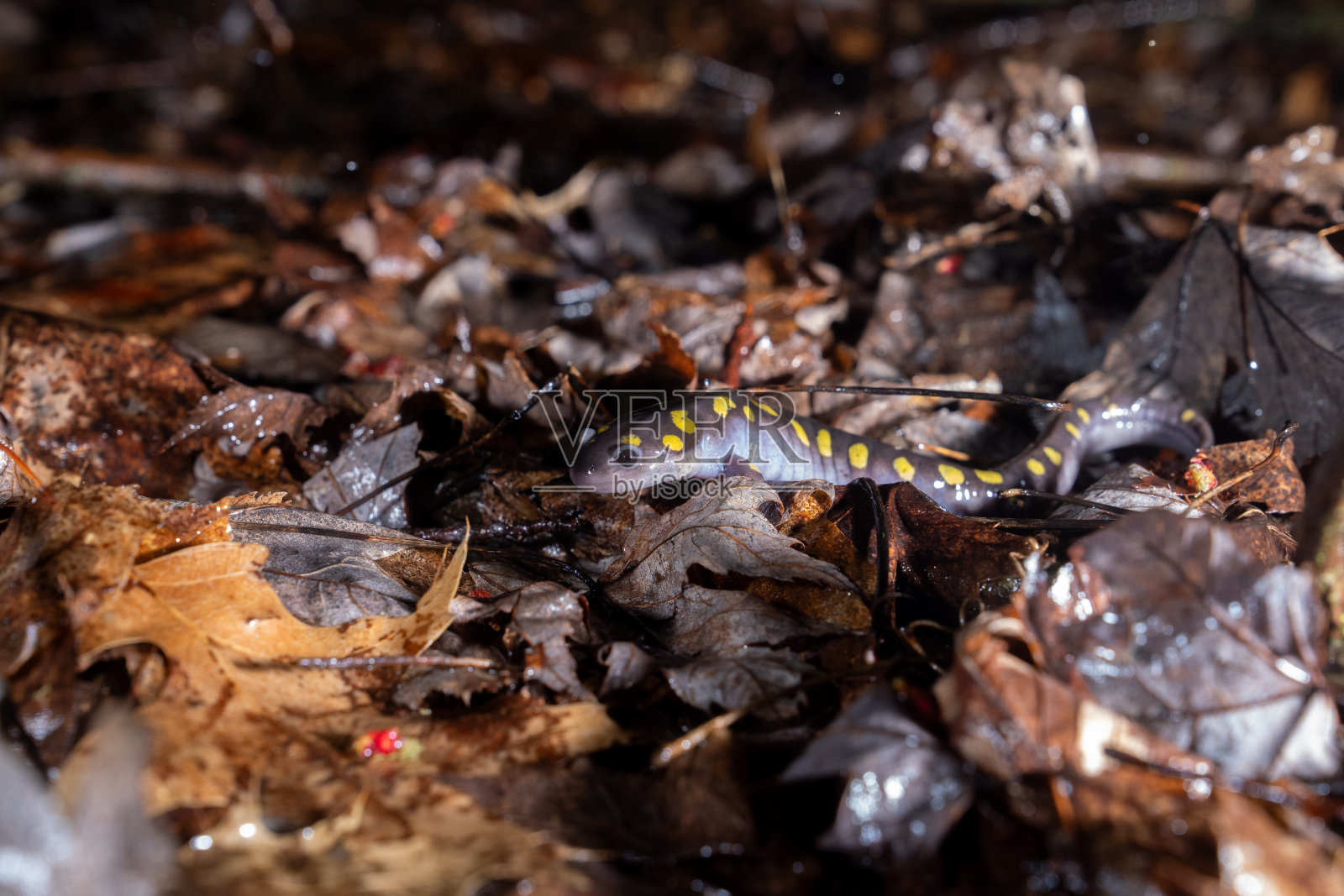 斑点蝾螈在叶满地的森林地面上照片摄影图片