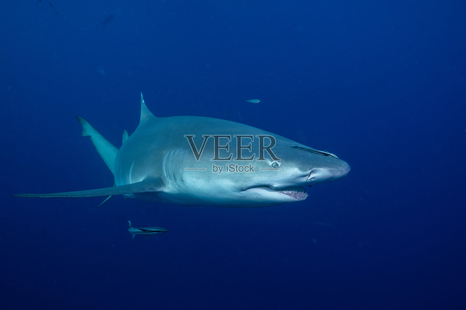 蓝色海洋中柠檬鲨的特写镜头照片摄影图片