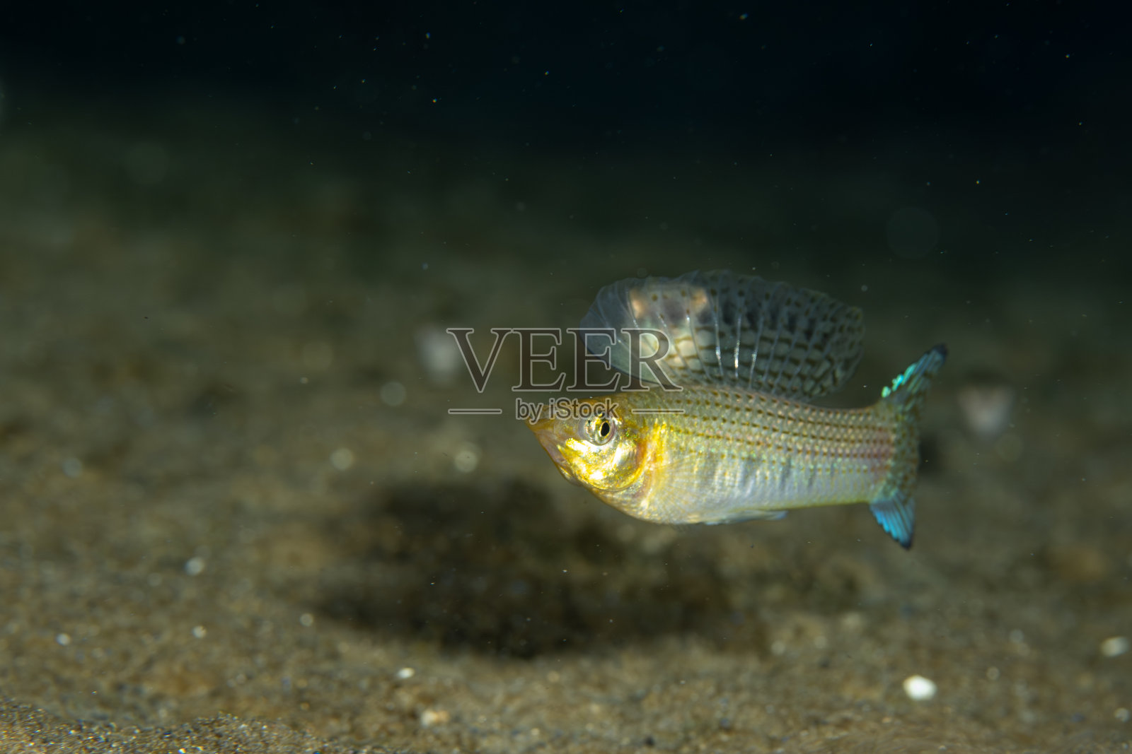 大鳍摩利鱼展示出巨大的鳍照片摄影图片