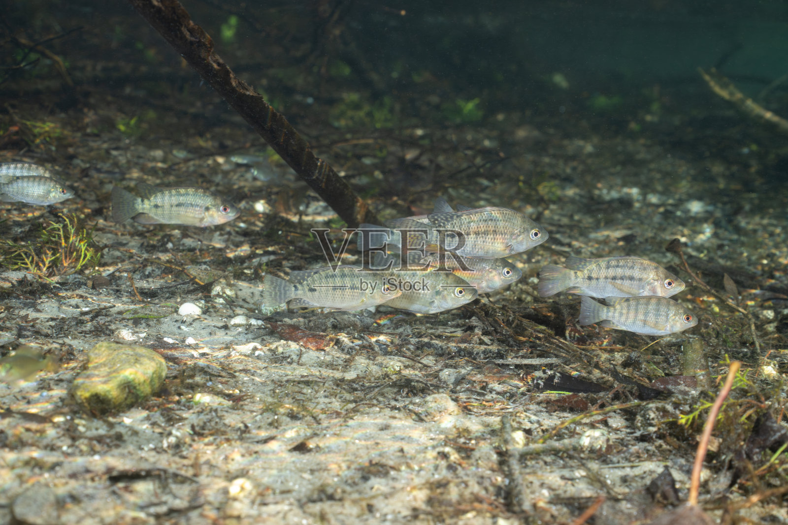 春天里的尼罗罗非鱼照片摄影图片