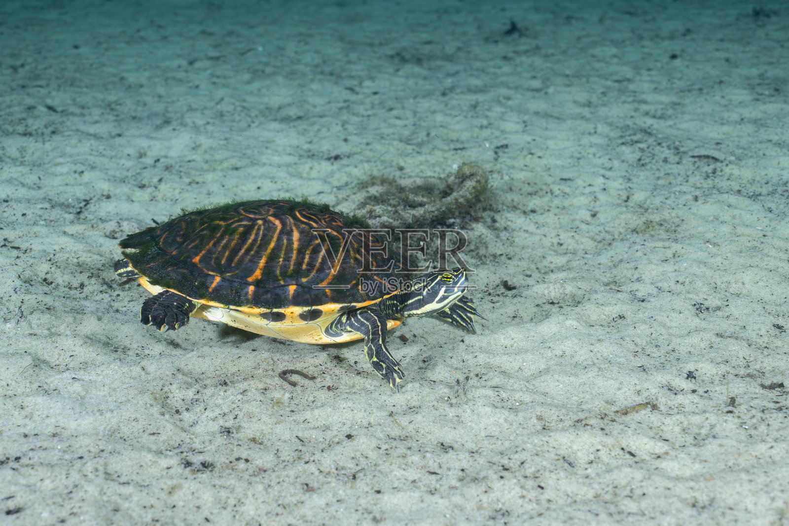 沙滩河床下的半岛龟照片摄影图片