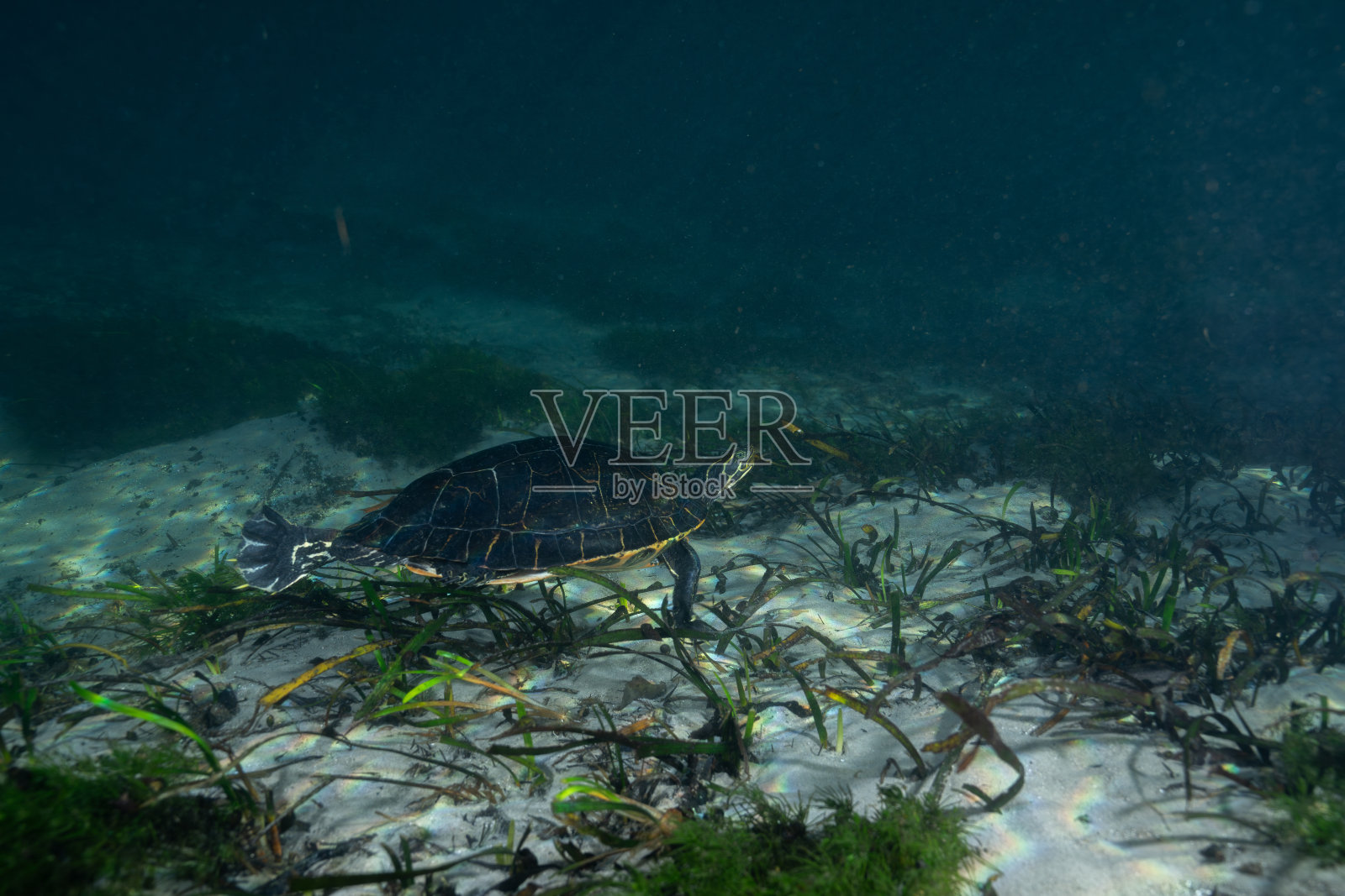 苏瓦尼龟在草地泉水中照片摄影图片