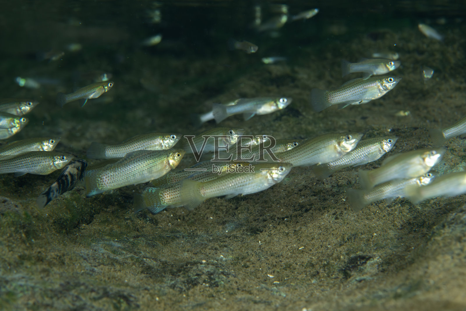 自然泉水中的鳍条鱼群照片摄影图片