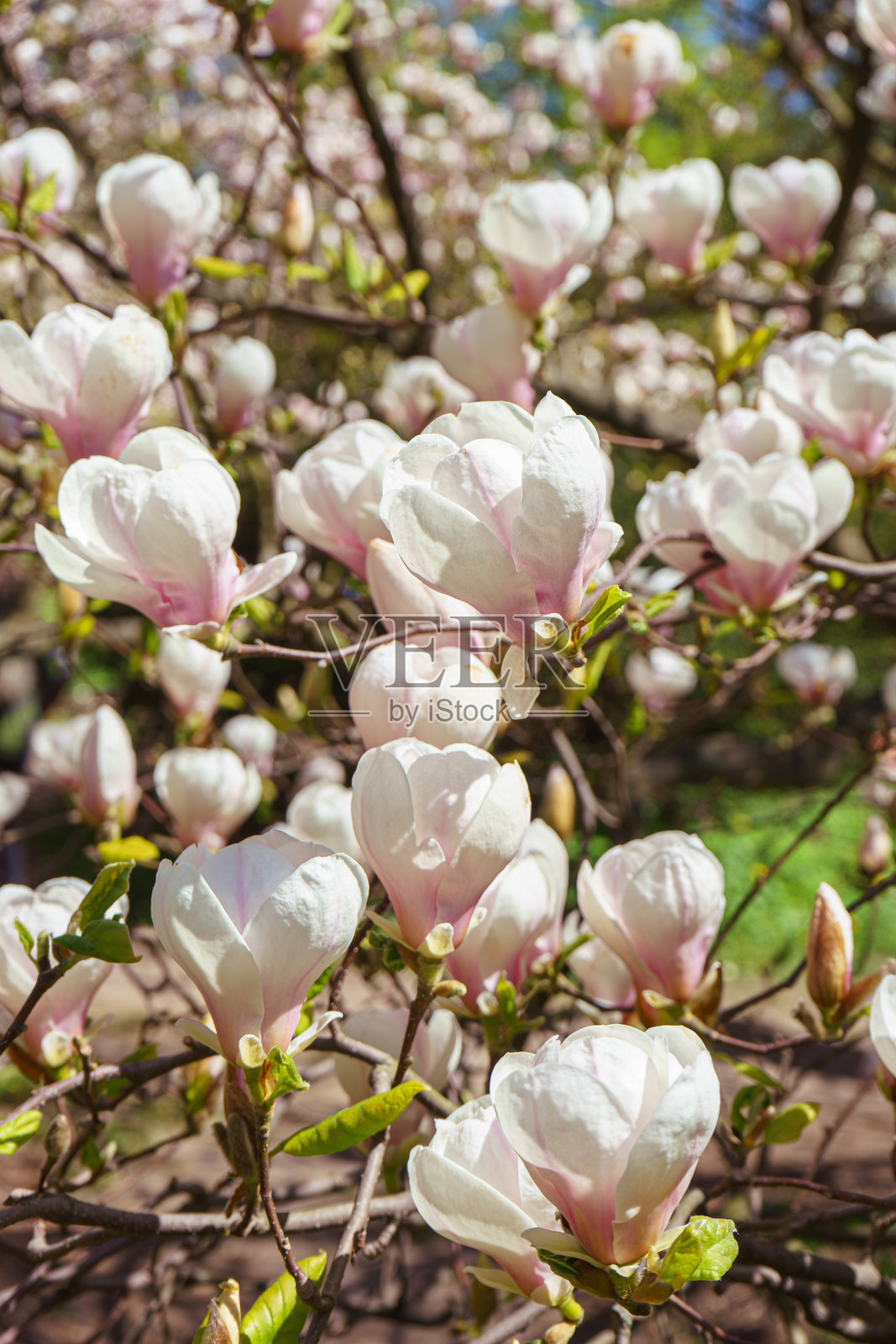 盛开的白玉兰花树枝在花园户外照片摄影图片