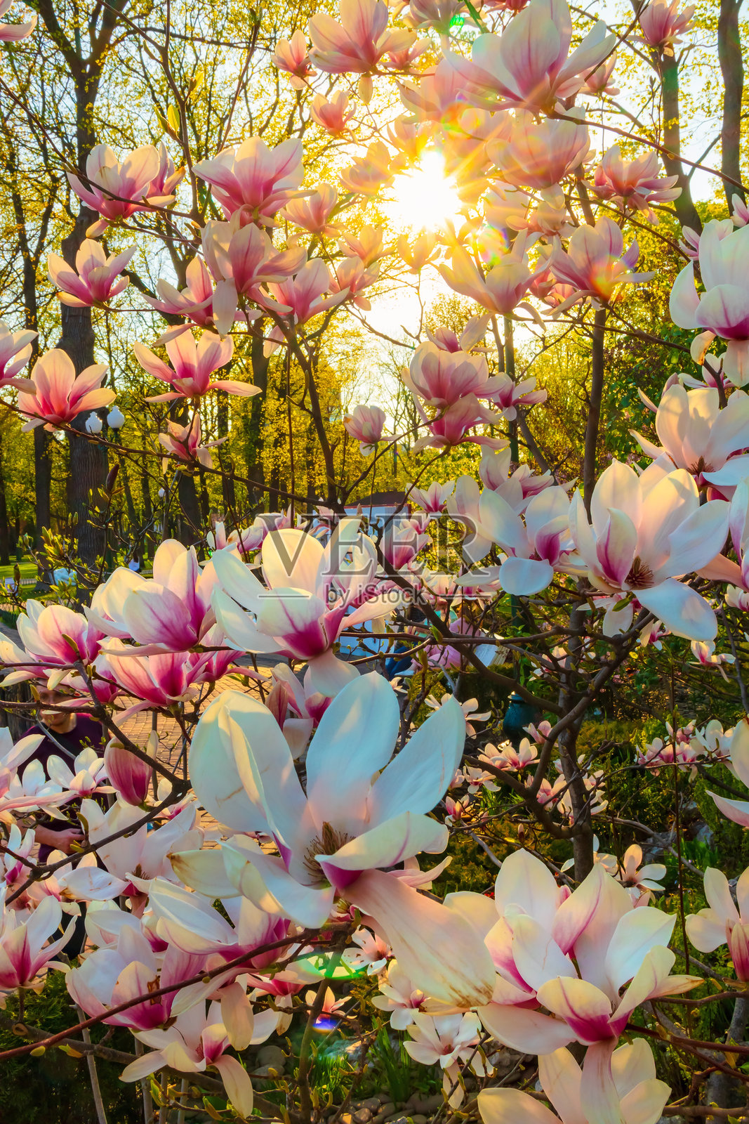 美丽的春天 - 阳光透过盛开的木兰花的大花瓣照片摄影图片