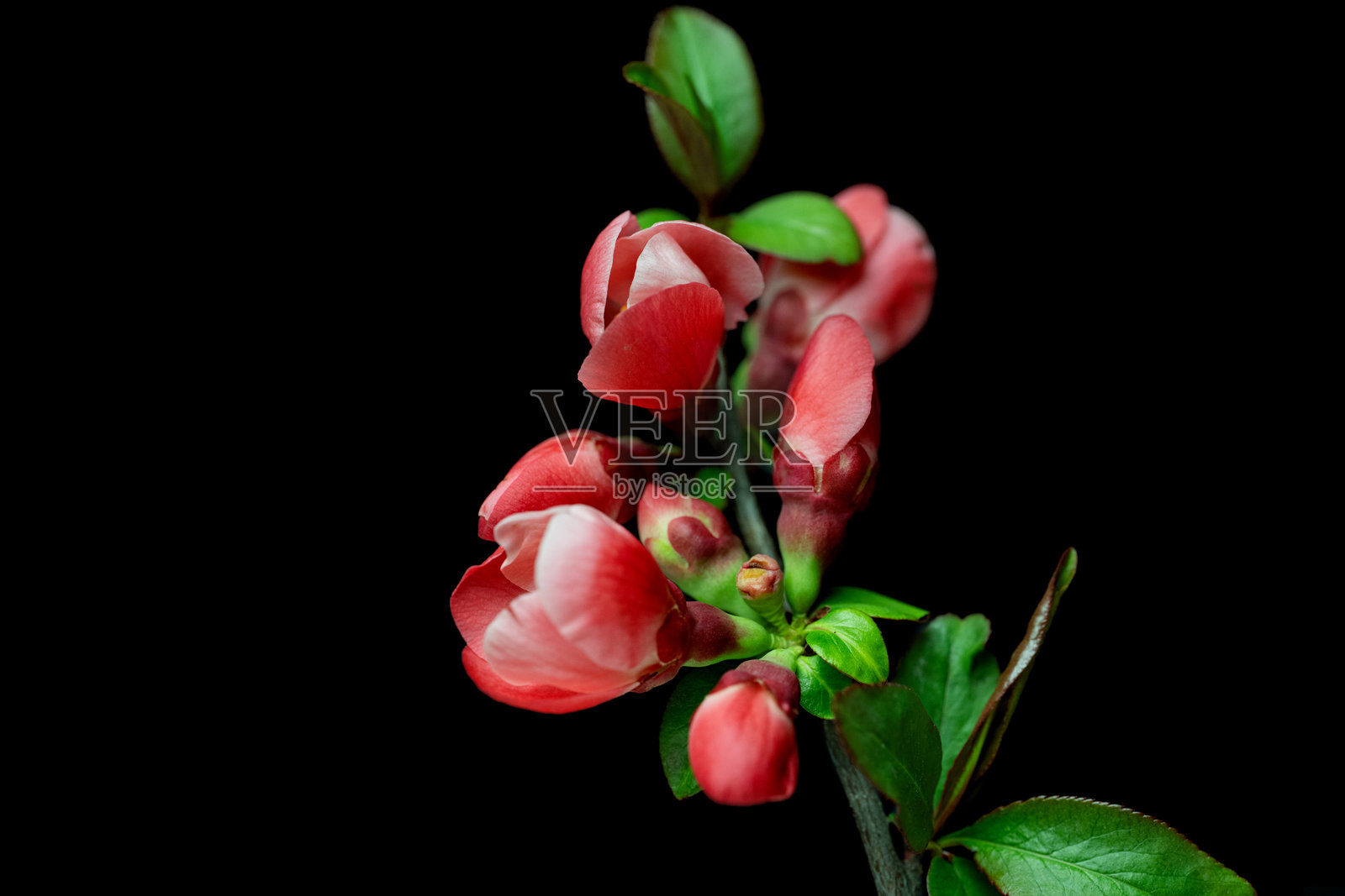 中国榲桲花照片摄影图片