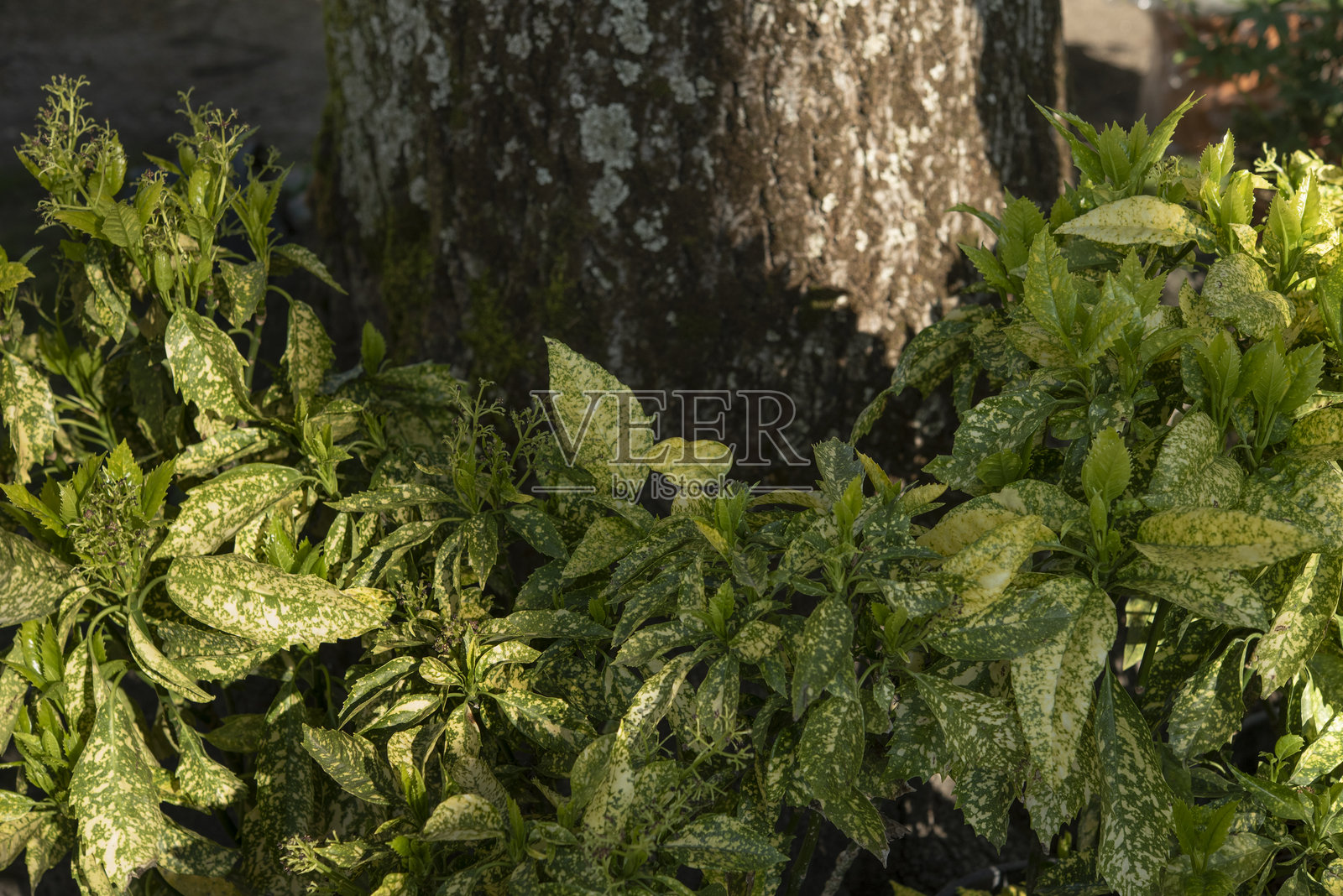 日本冬青是一种灌木，生长在湿润山谷的肥沃森林土壤、灌木丛、溪流旁以及阴凉潮湿的岩石附近。照片摄影图片