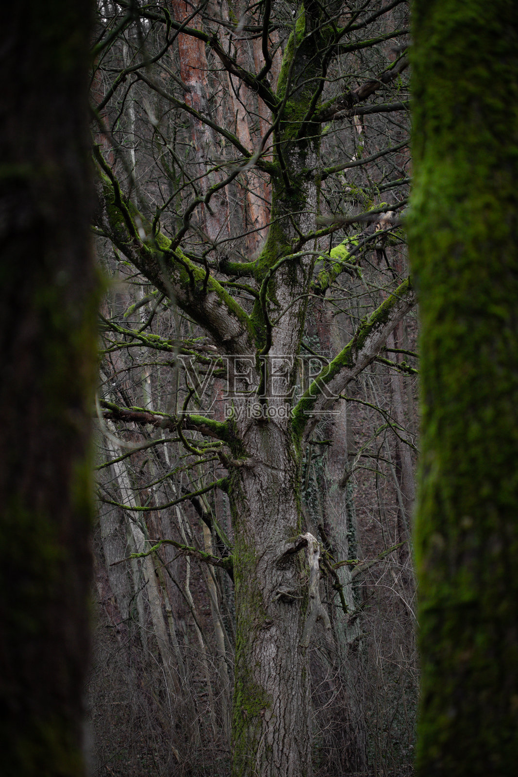 早春时节被茂密森林环绕的苔藓覆盖的树木照片摄影图片