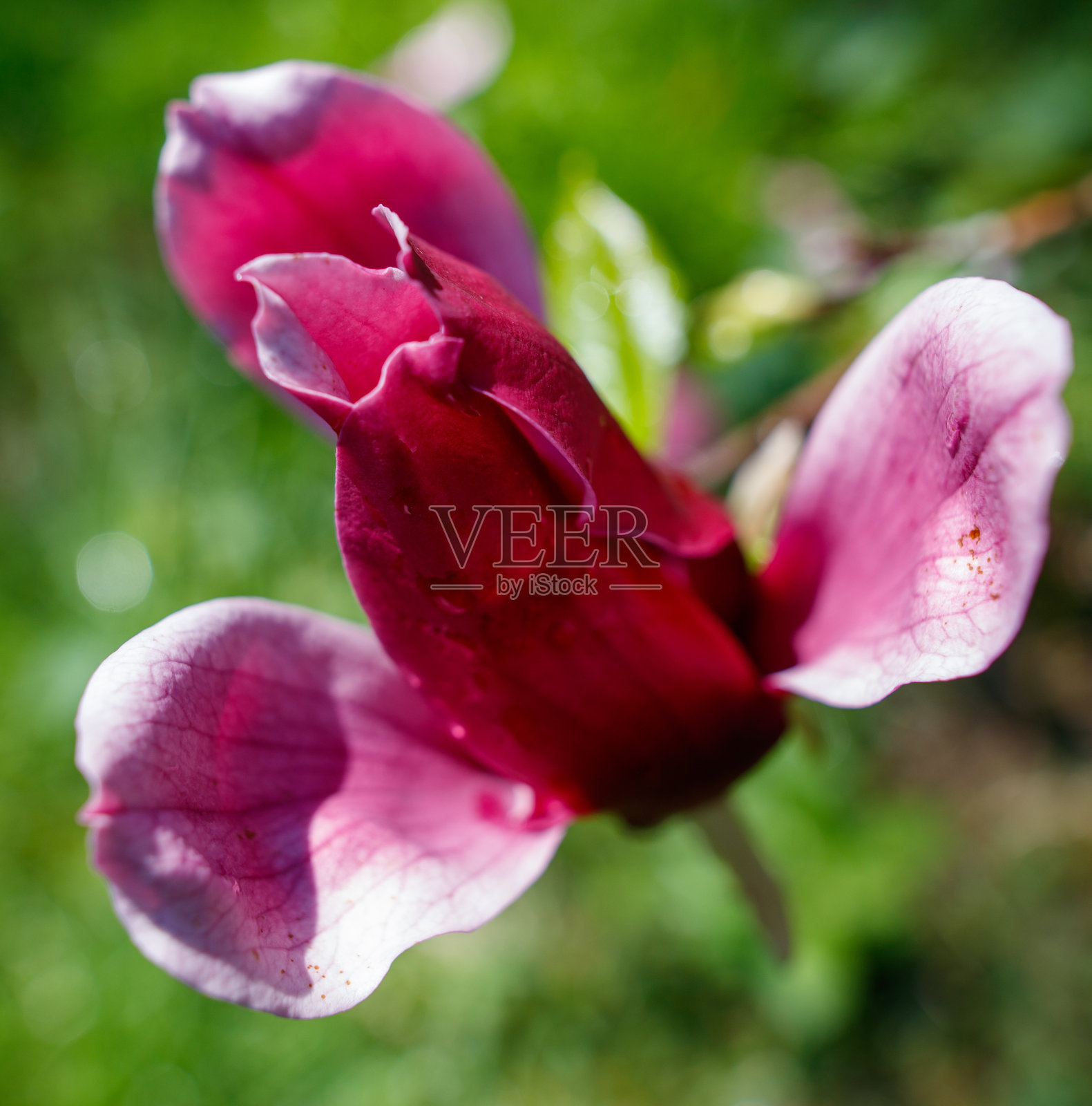 一朵粉色花朵的特写，中心为白色。照片摄影图片