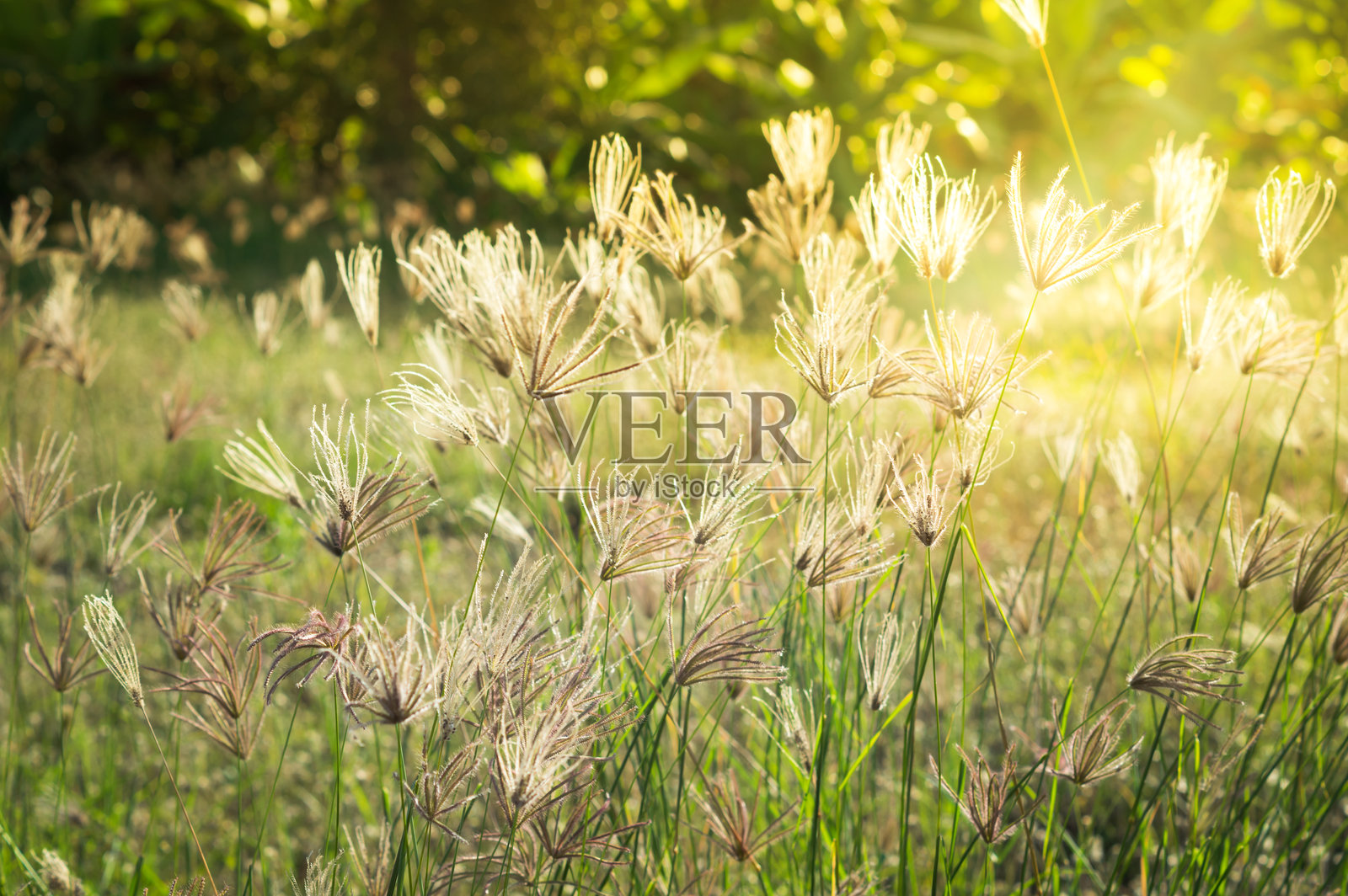 田野上的草和小白花。照片摄影图片