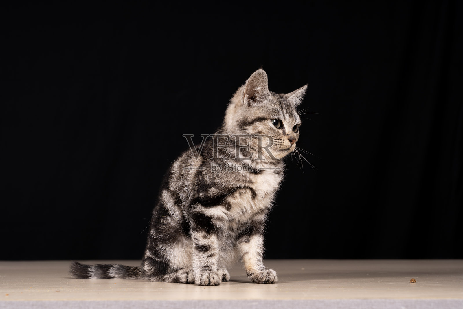 背景中的一只可爱的小猫照片摄影图片