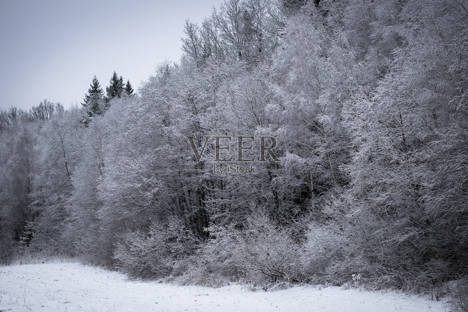 雪覆盖的冬季森林 宁静而寒冷的自然景观照片摄影图片