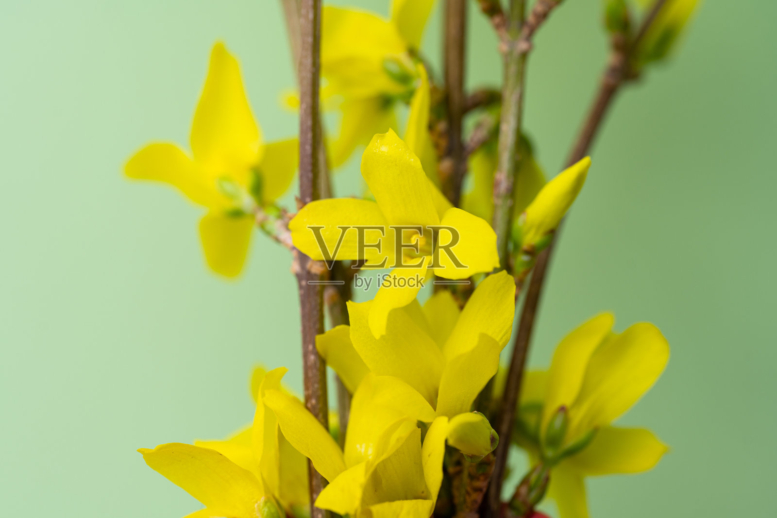 连翘花特写照片摄影图片