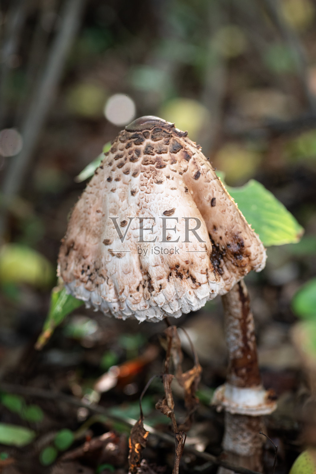 伞形蘑菇特写照片摄影图片