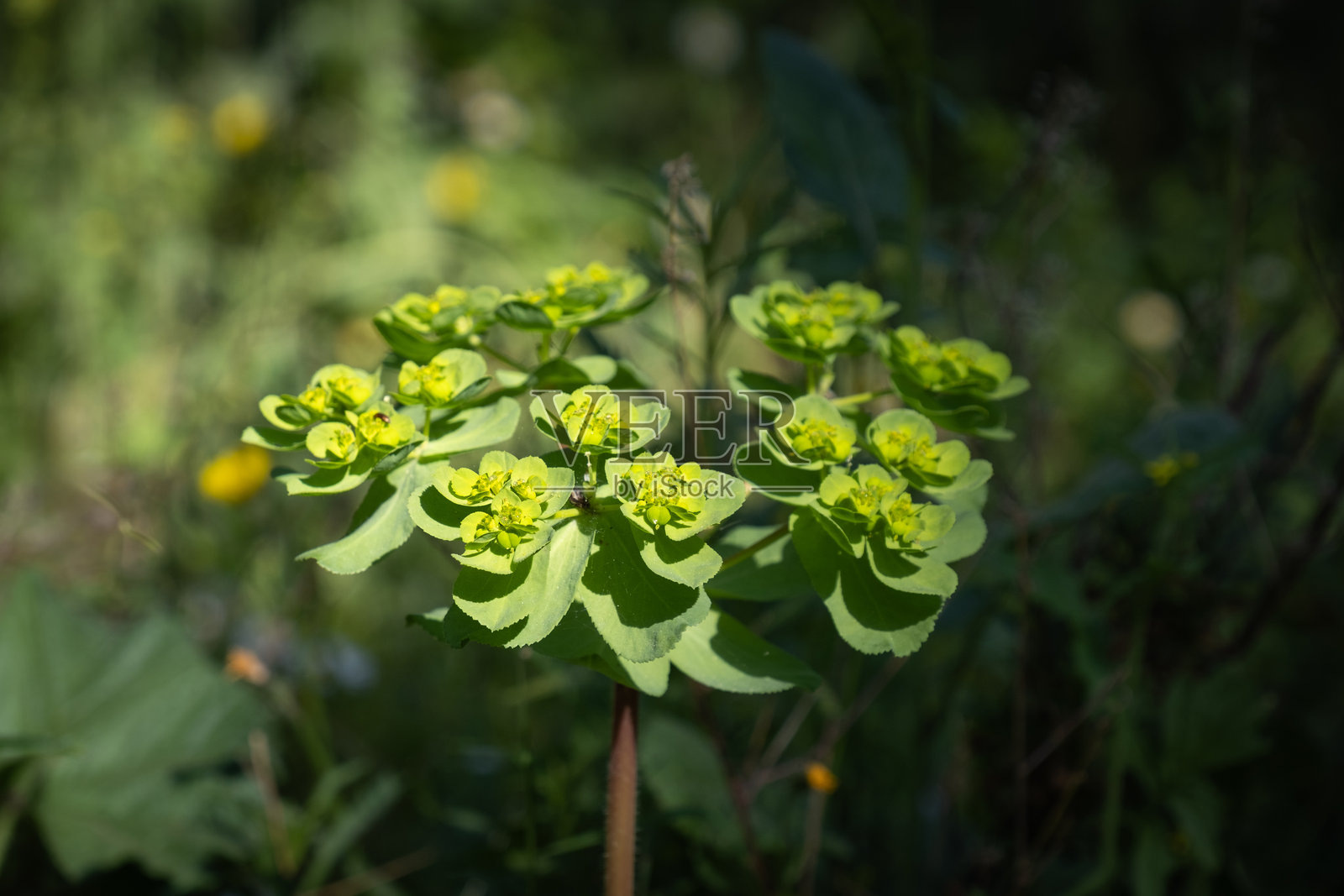 大戟花。大戟植物。生长在其自然环境中。照片摄影图片