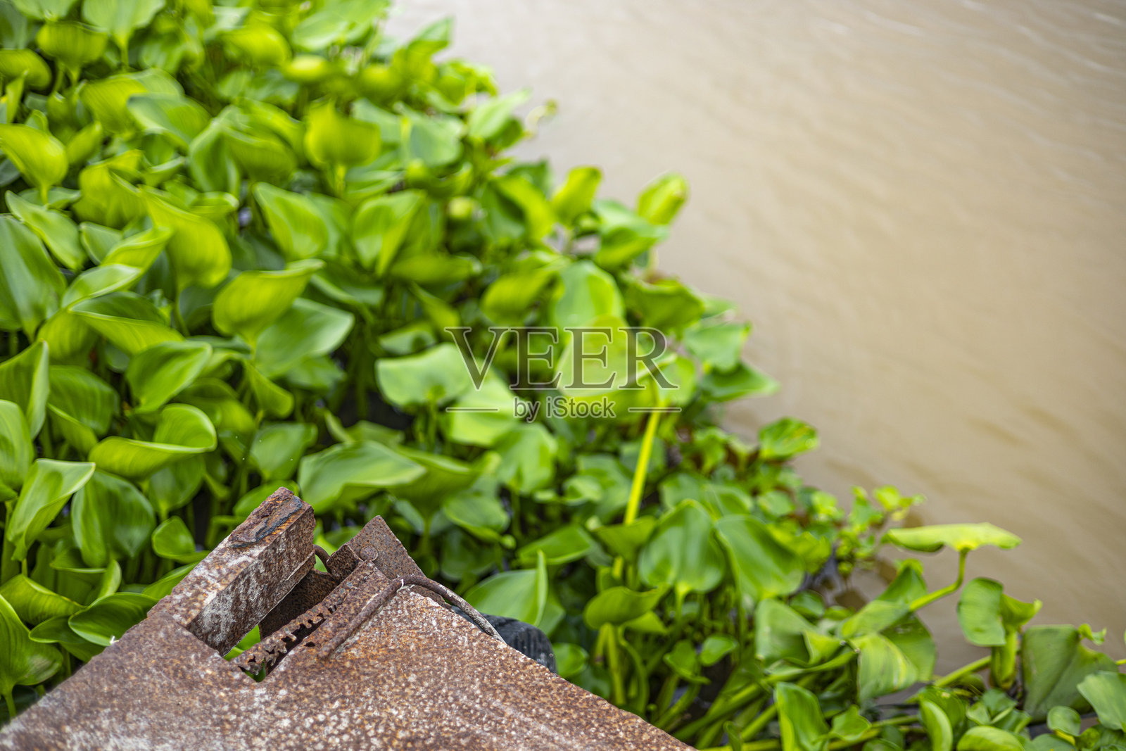 水葫芦覆盖了河流的表面照片摄影图片