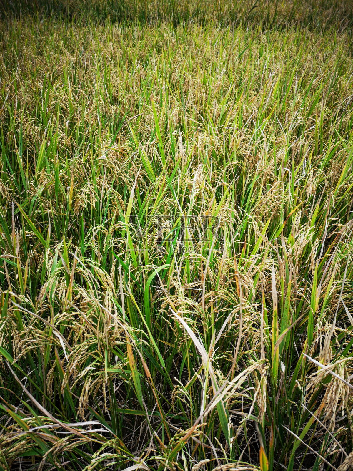 稻米（拉丁文：Oryza sativa）照片摄影图片