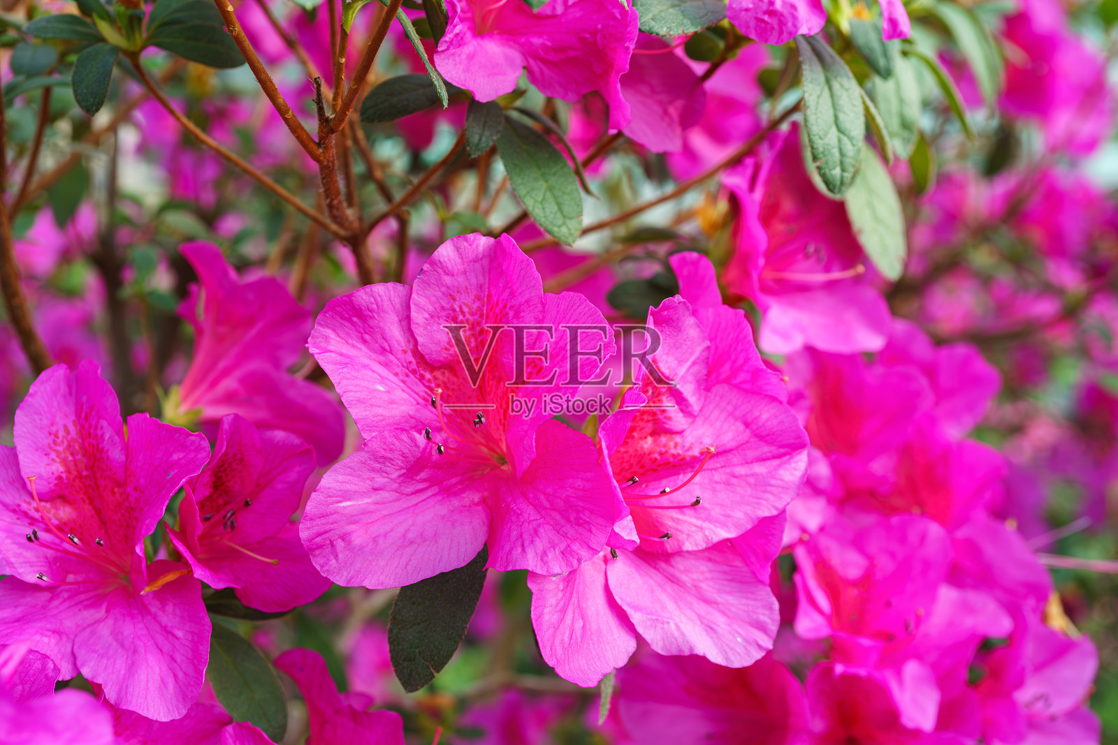 盛开的粉色日本杜鹃花，杜鹃花特写，背景照片摄影图片