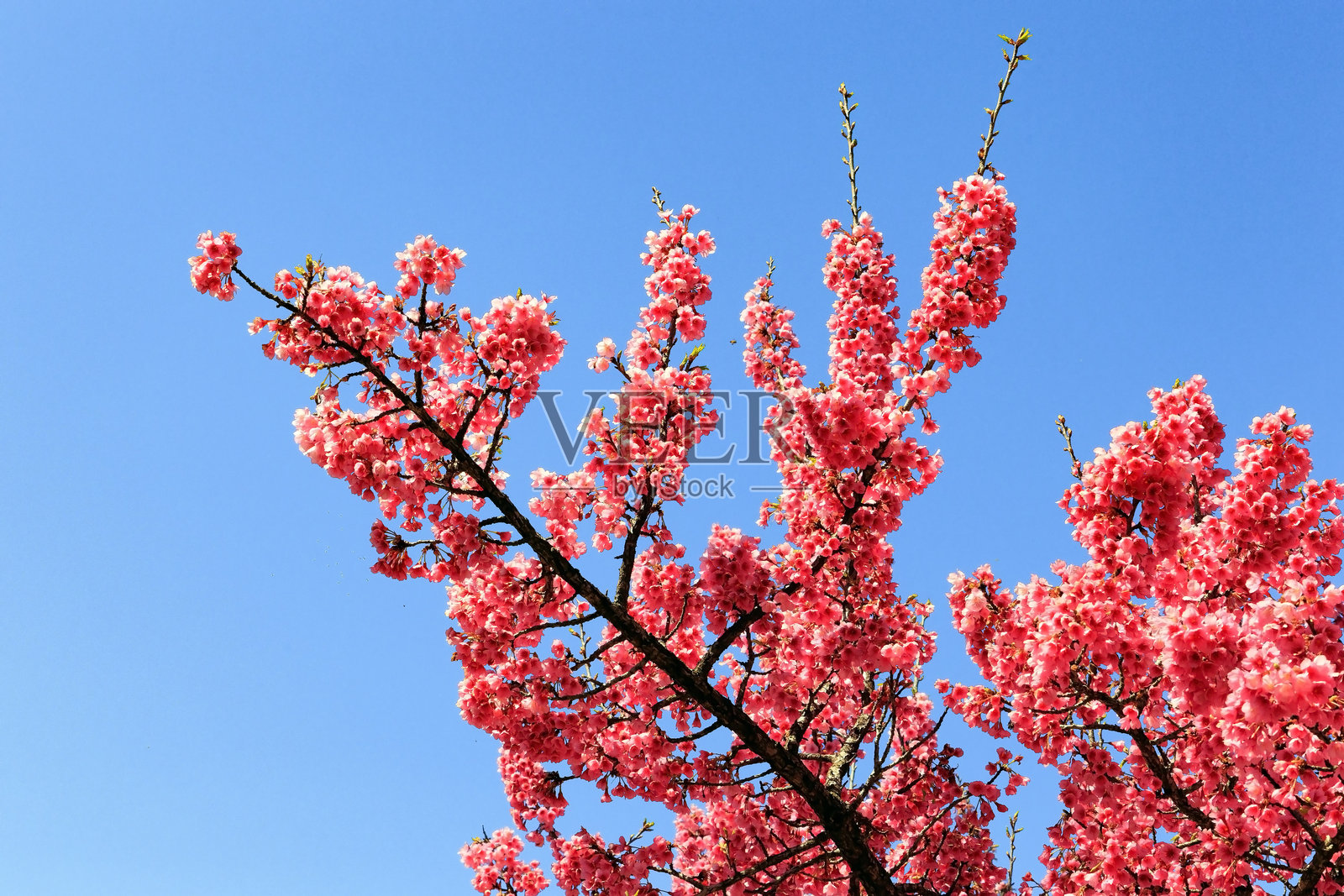 可爱的粉色和淡紫色花瓣照片摄影图片