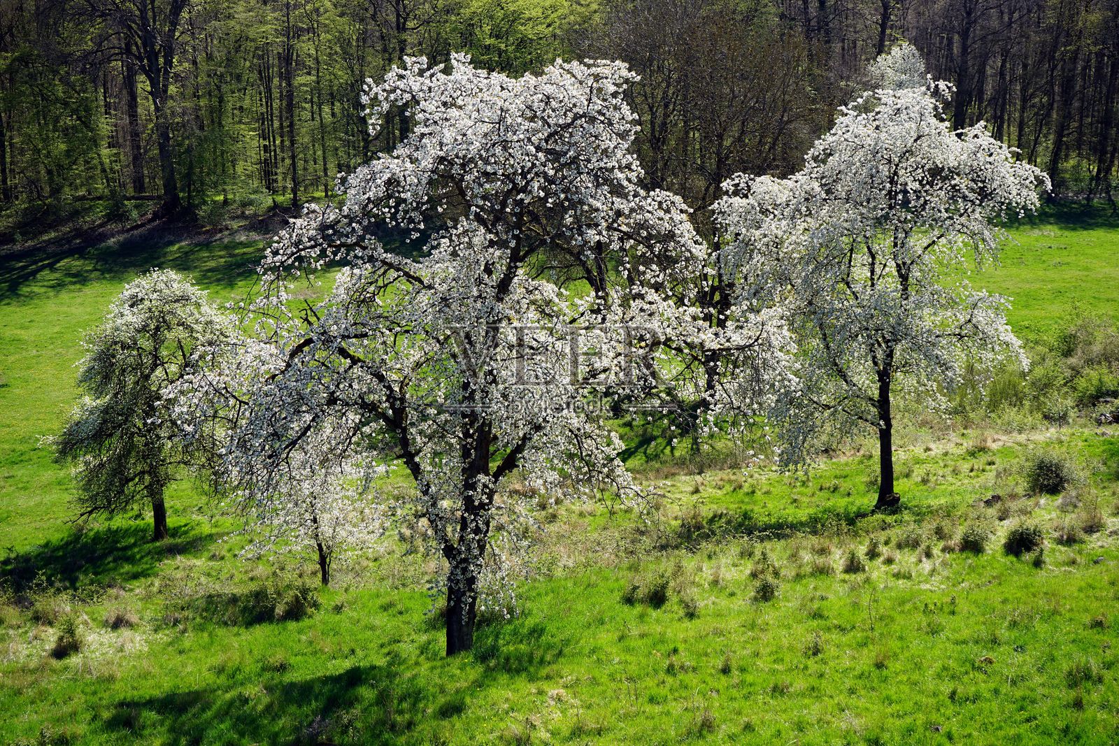在吉森的施菲本修道院，一棵盛开的树向清澈的蓝天伸展。照片摄影图片