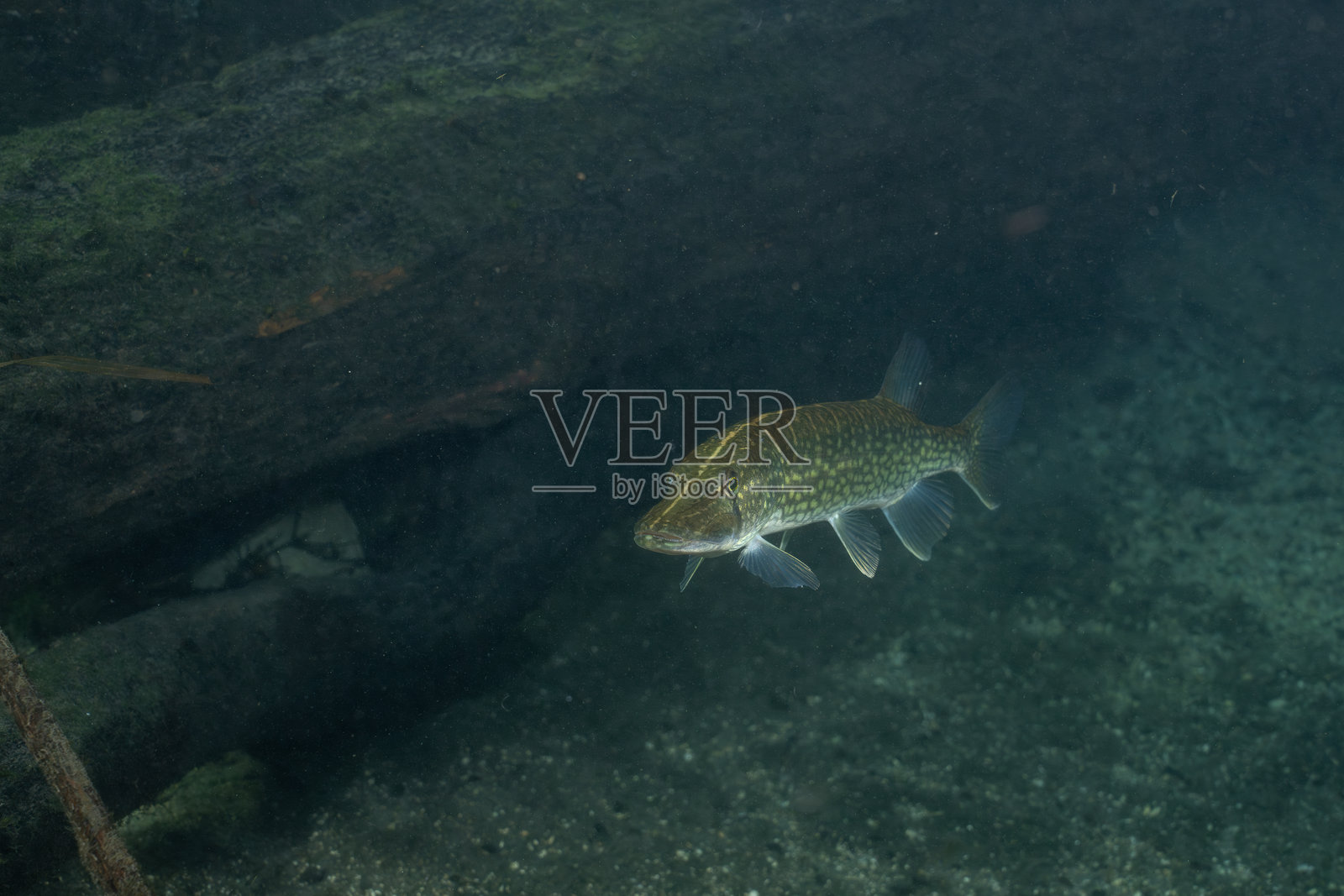 自然泉水中的链鳝照片摄影图片